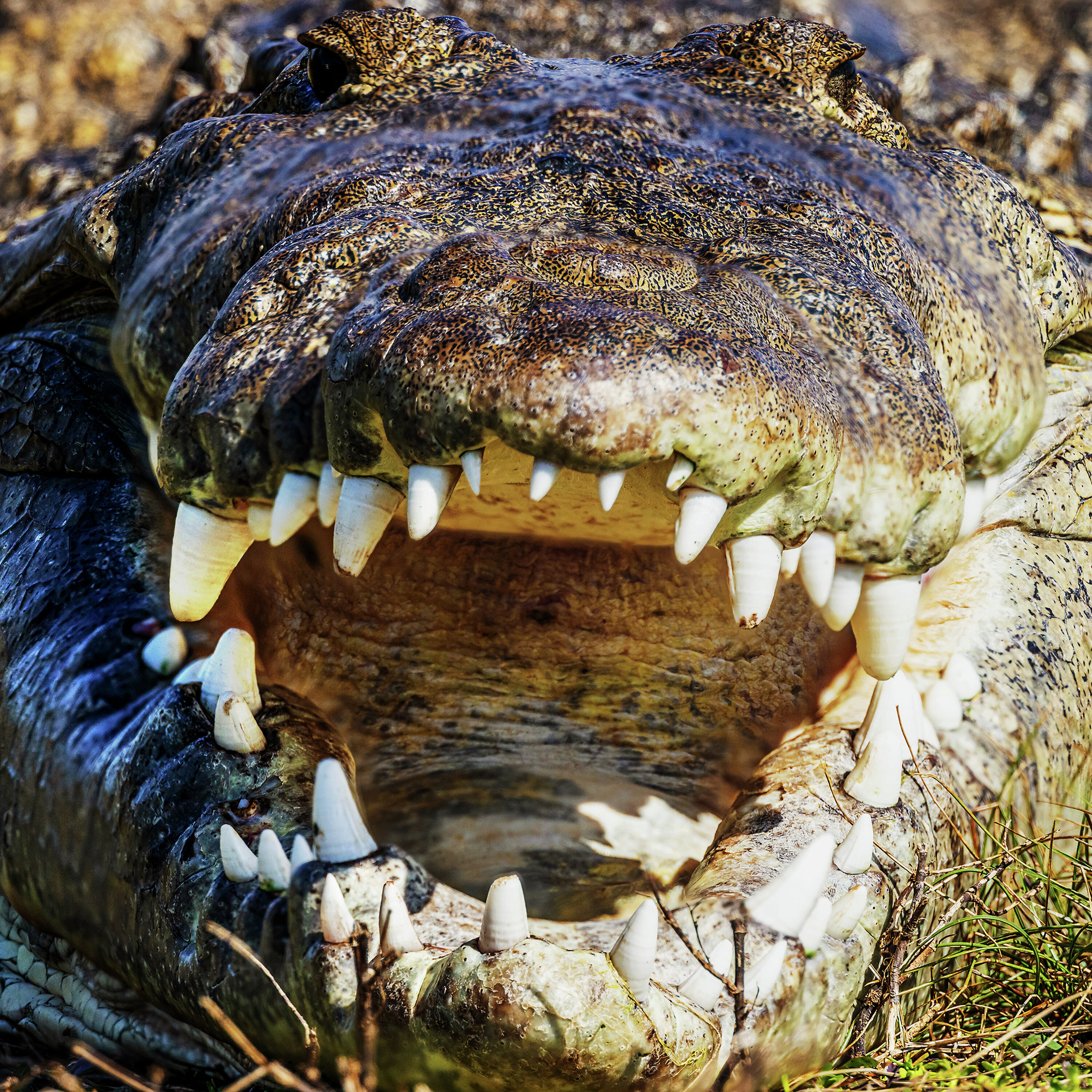 Adults are fighting tooth and nail against going to the dentist: Here's why