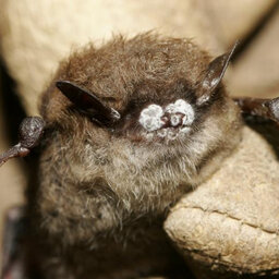 Connecticut Bats Continue To Battle White-Nose Syndrome -- And Misplaced Fears