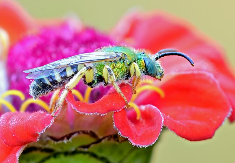 Insects Around The World Are Disappearing. What Can We Do About It?