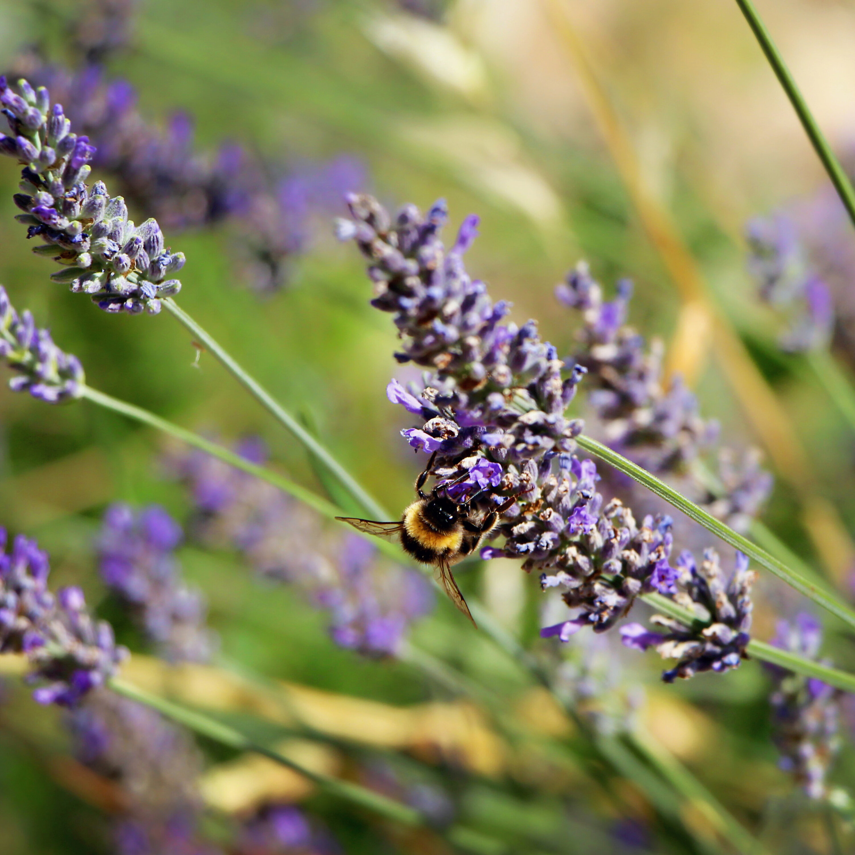 Spring gardening tips from perpetual gardens to pollinator lawns
