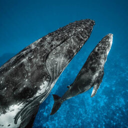 Secrets Of The Whales: Photographer Brian Skerry Documents Nature's Giants