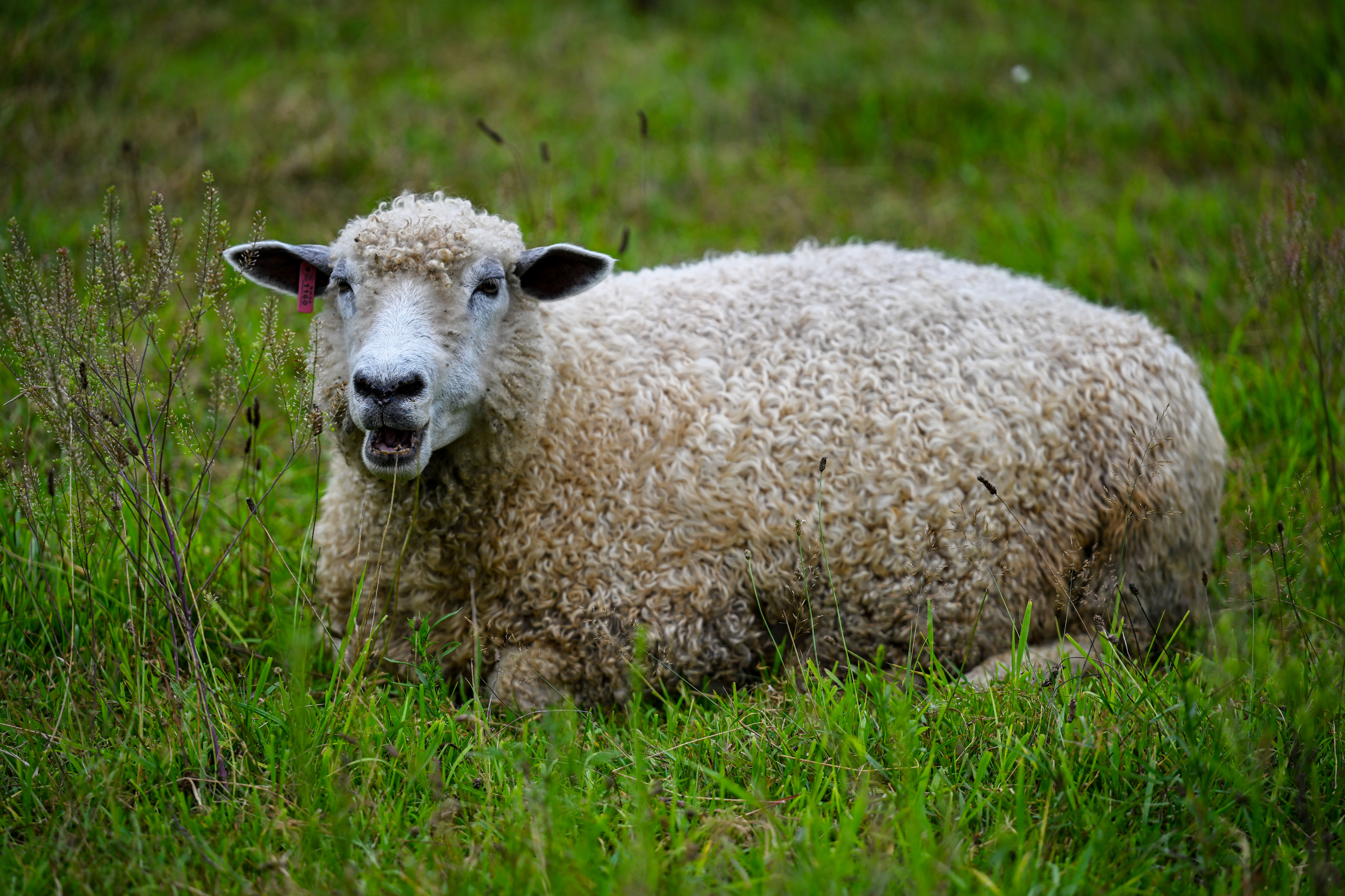 How one CT farm is working to preserve a rare, endangered breed of sheep