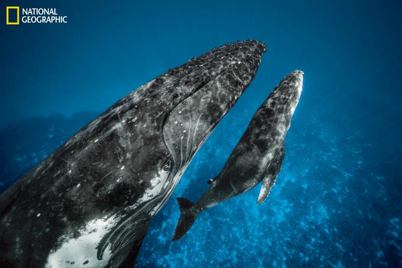 Secrets Of The Whales: Photographer Brian Skerry Documents Nature's Giants episode artwork