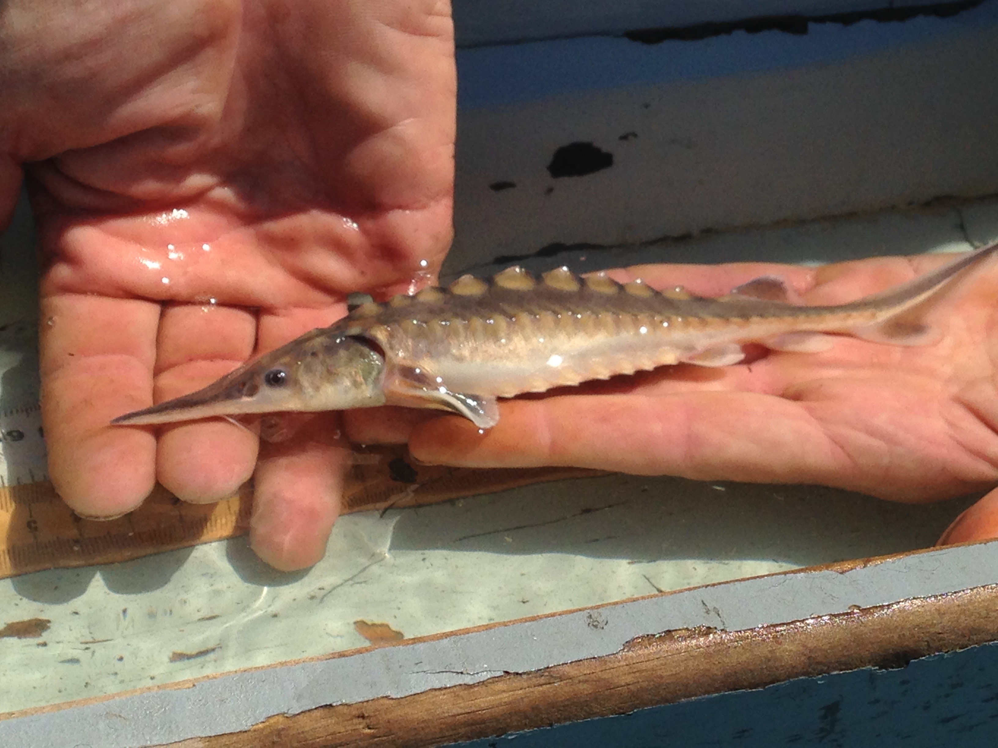 Endangered sturgeon stage return to the Connecticut River