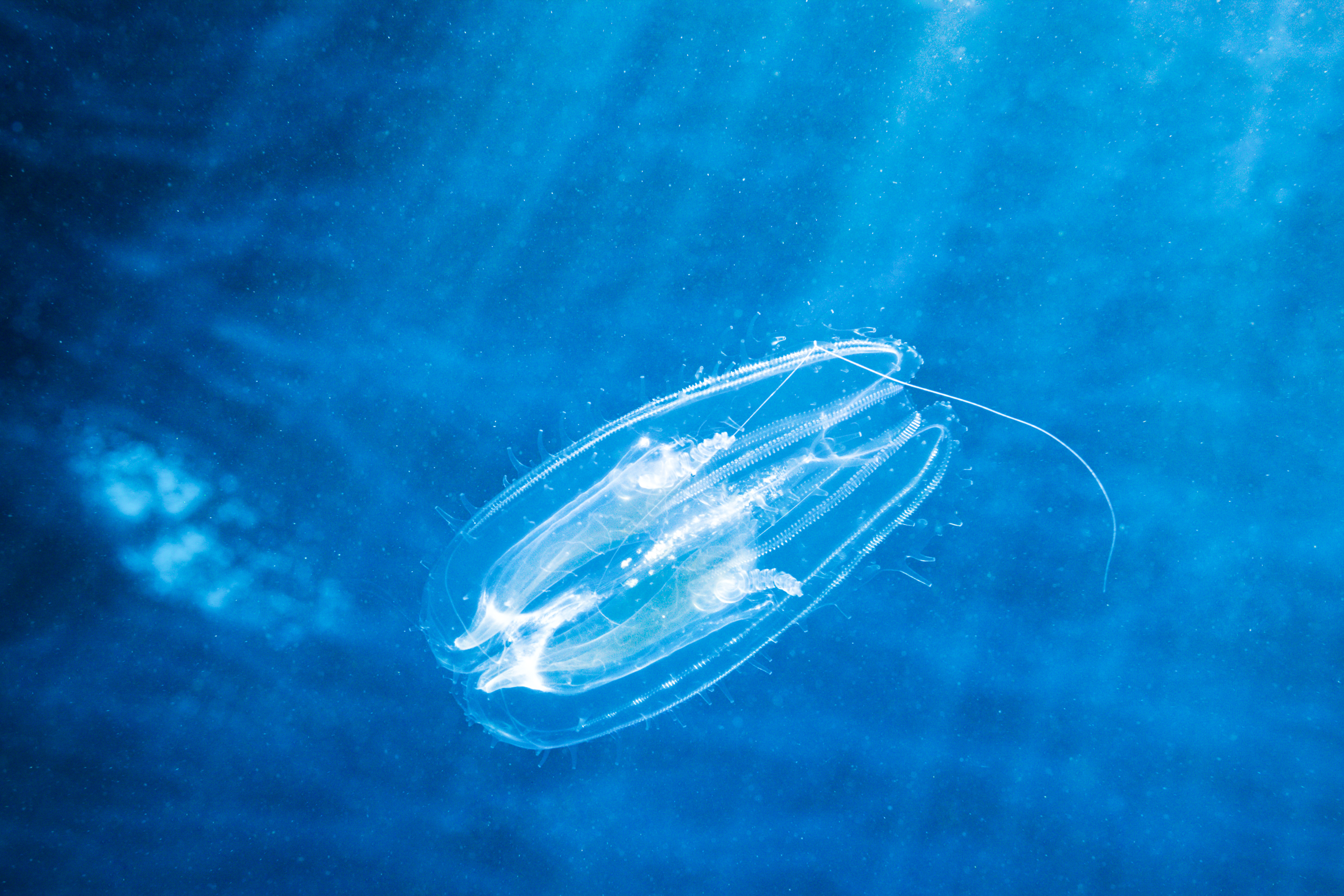 Exploring sea jellies on Connecticut's coastline and beyond