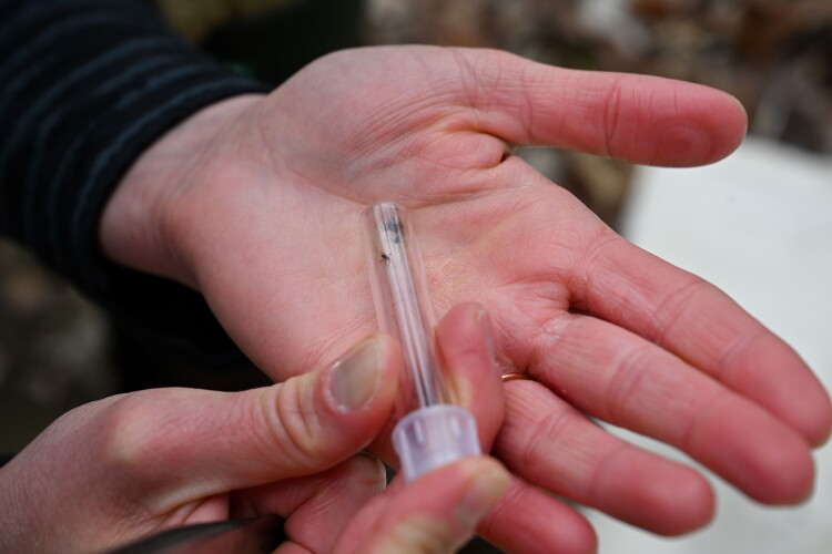 CT is experiencing an 'unseasonably high' tick season. What's behind the uptick?