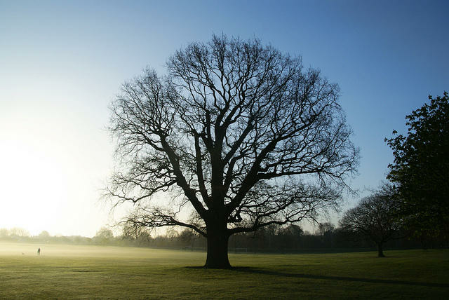 From Root To Crown: A Guide Through The History And Life Of Trees episode artwork