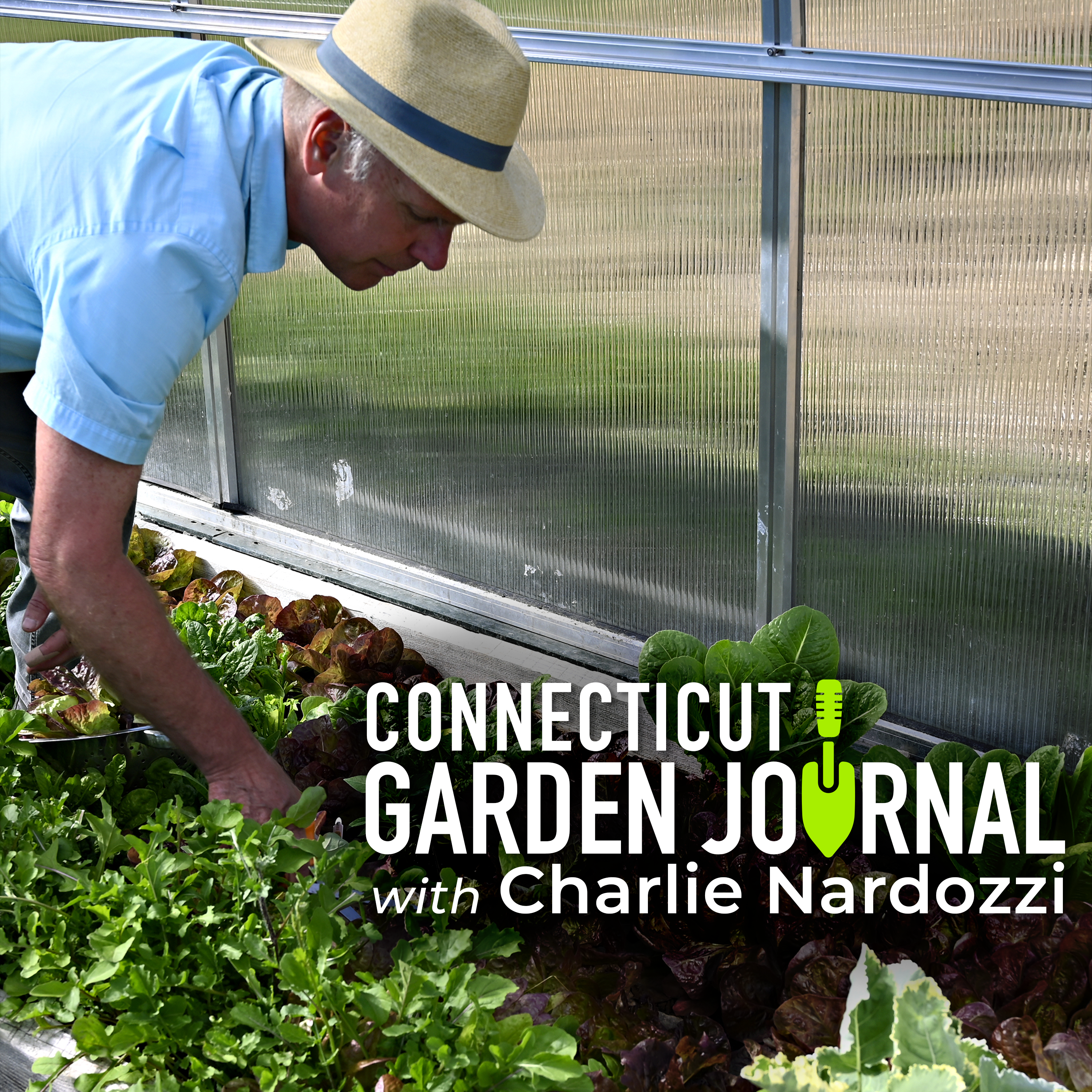 Connecticut Garden Journal: The three keys to growing indoor greens