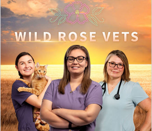 Wild Rose Vets Season 2 interview with Dr. Allison Hay