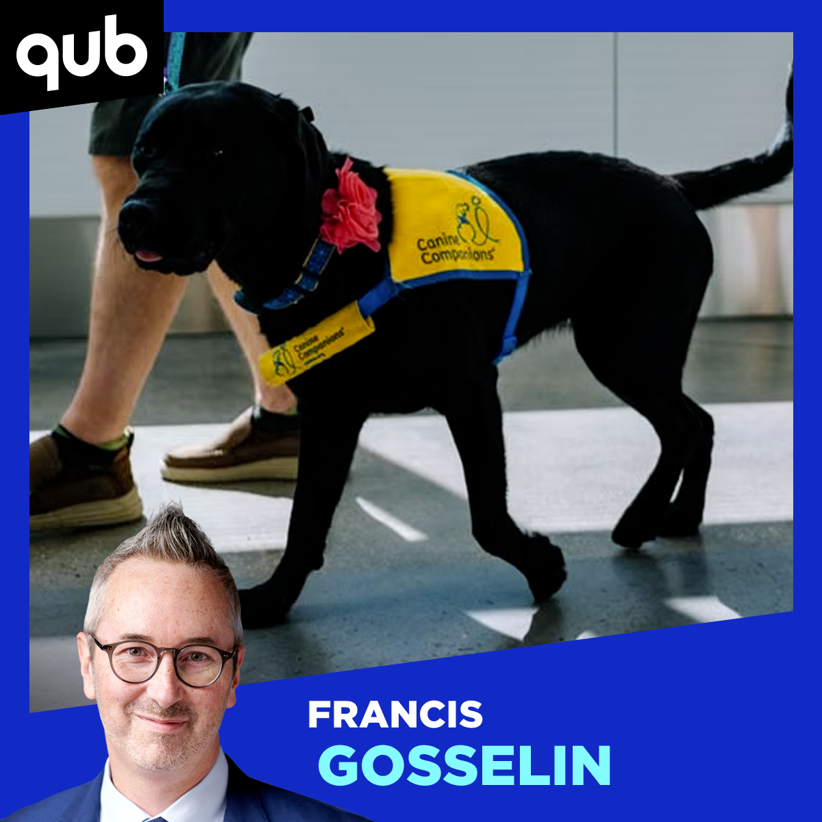 «Il y avait un abus avec de faux harnais ou de fausses cartes!»: comment mieux encadrer les chiens d’assistance? episode artwork