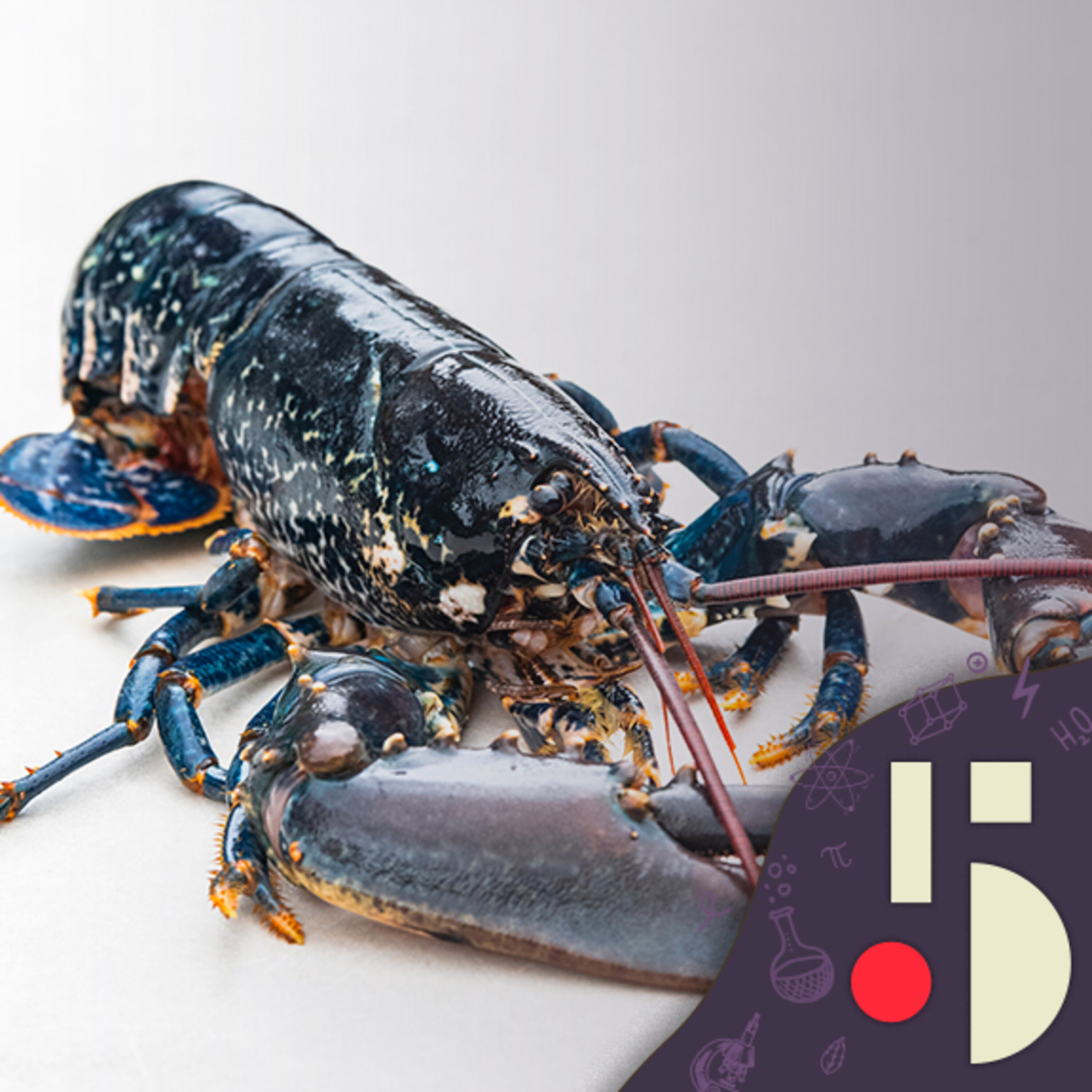 Du plastique à base de homard! (EN REDIFFUSION)