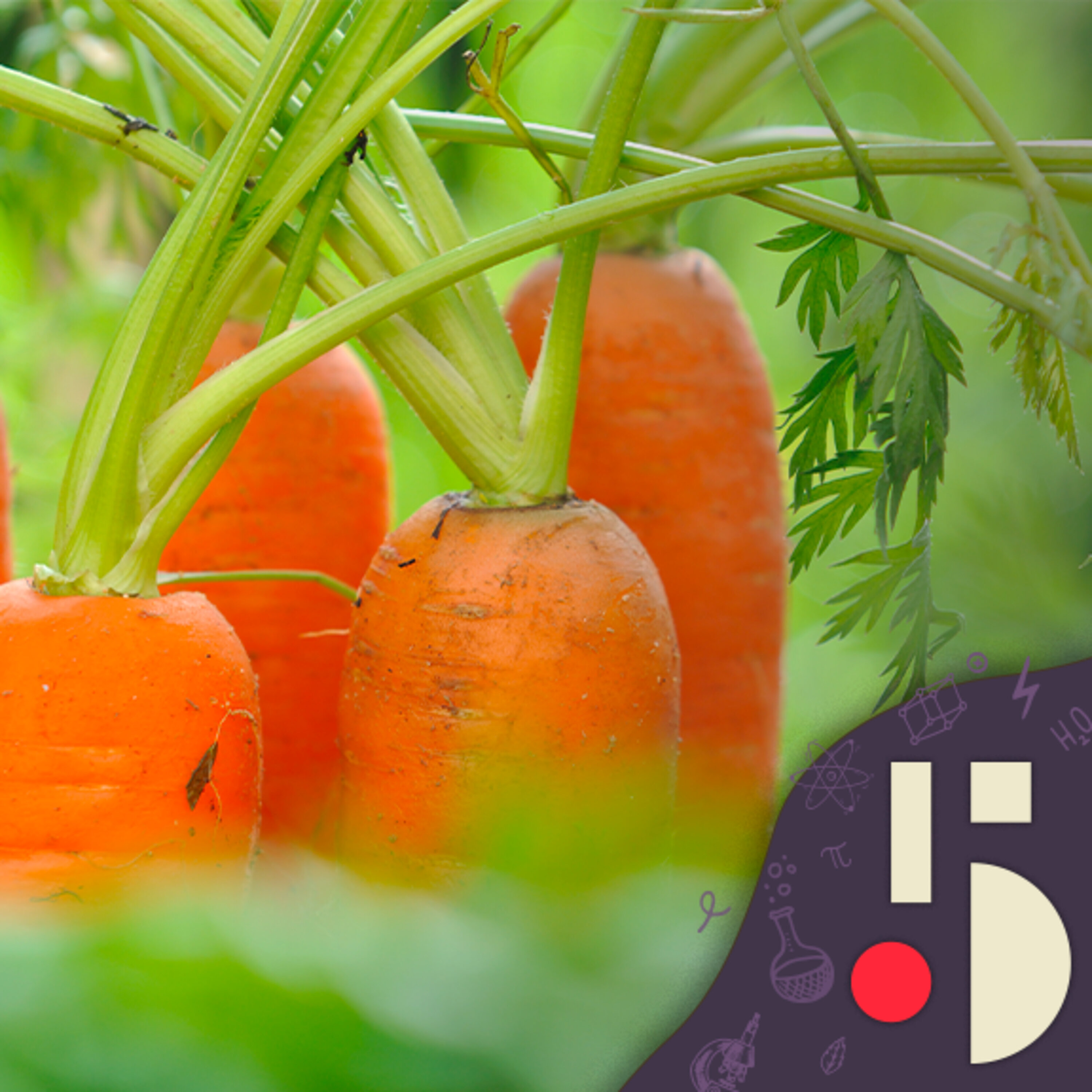 Le pouvoir des carottes! (EN REDIFFUSION)