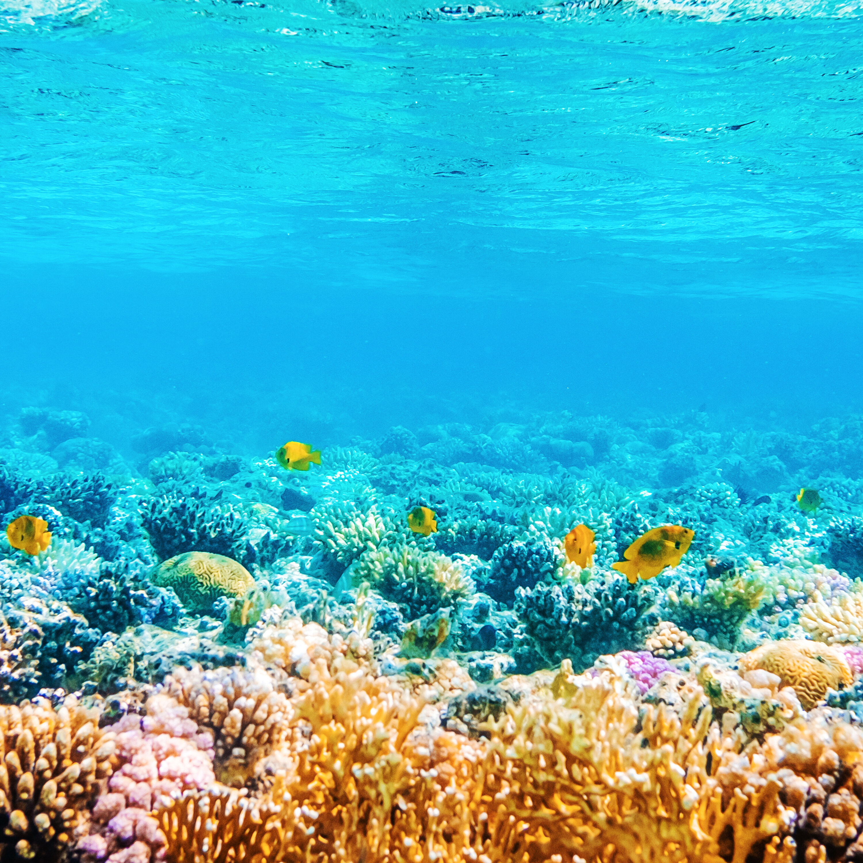Corail : un peu d'espoir pour La Grande Barrière!