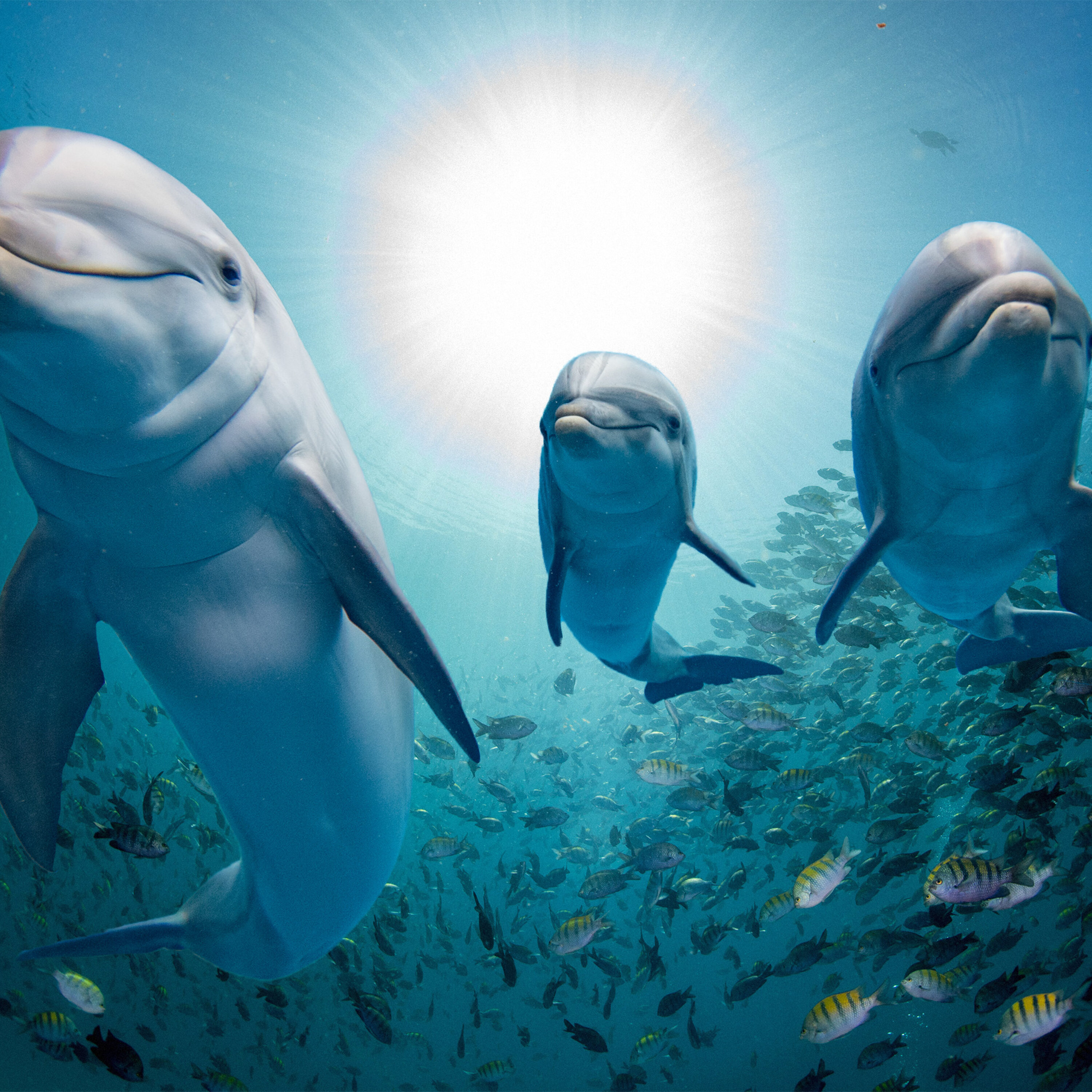 Les dauphins s'appellent par leurs petits noms