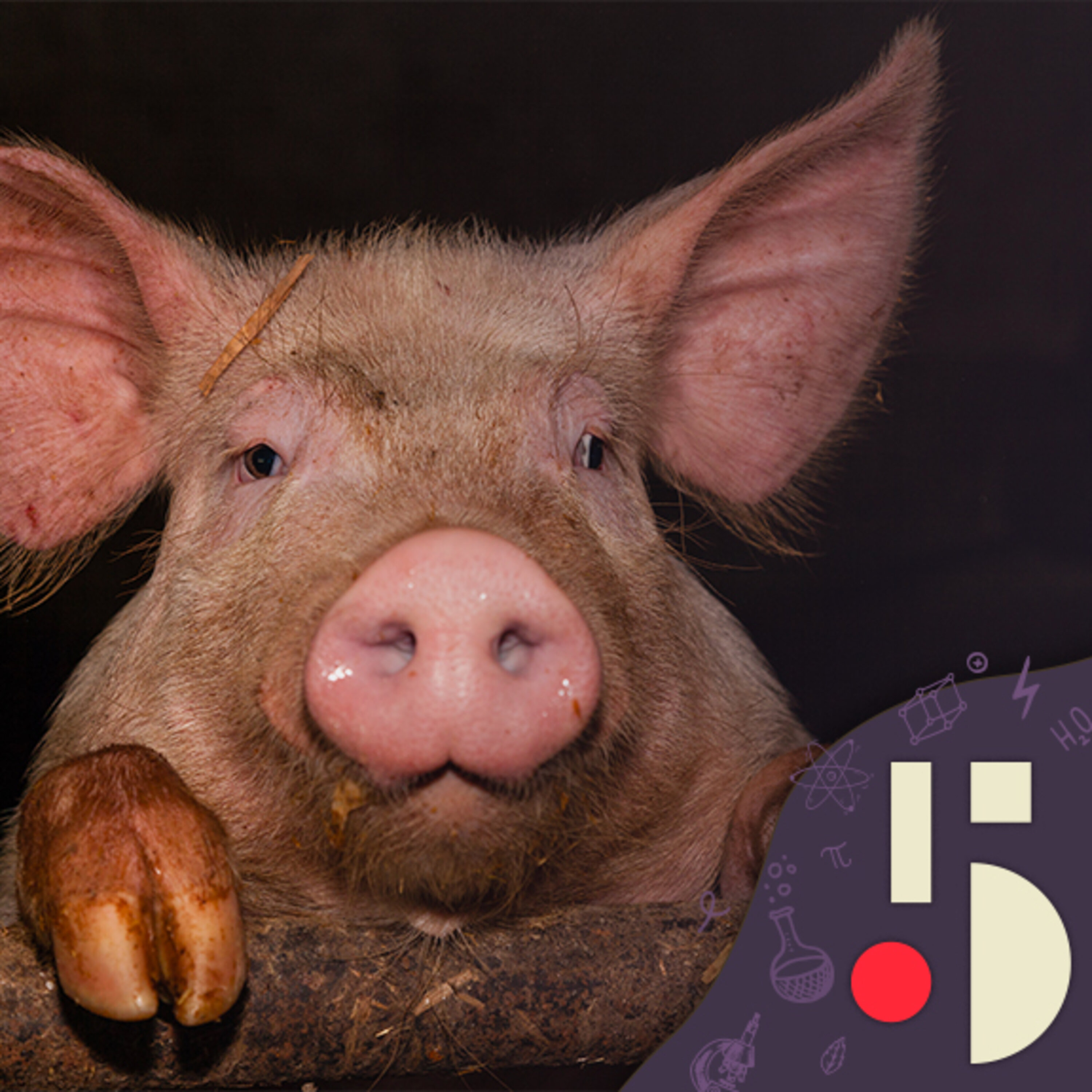 La Chine élève des cochons géants (EN REDIFFUSION)