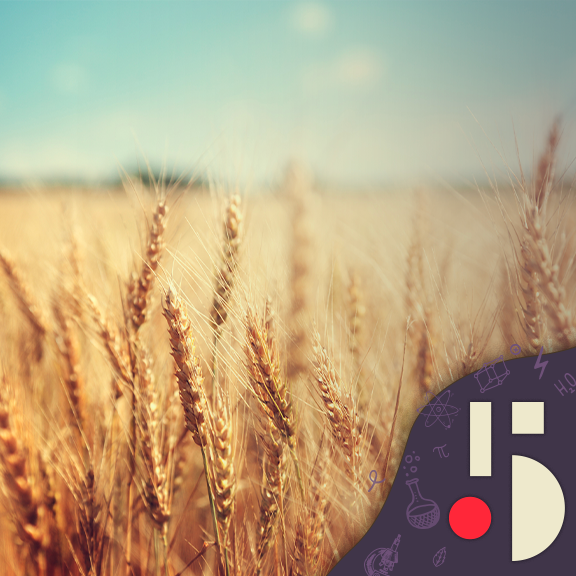 Sommes-nous esclaves du blé? (EN REDIFFUSION)