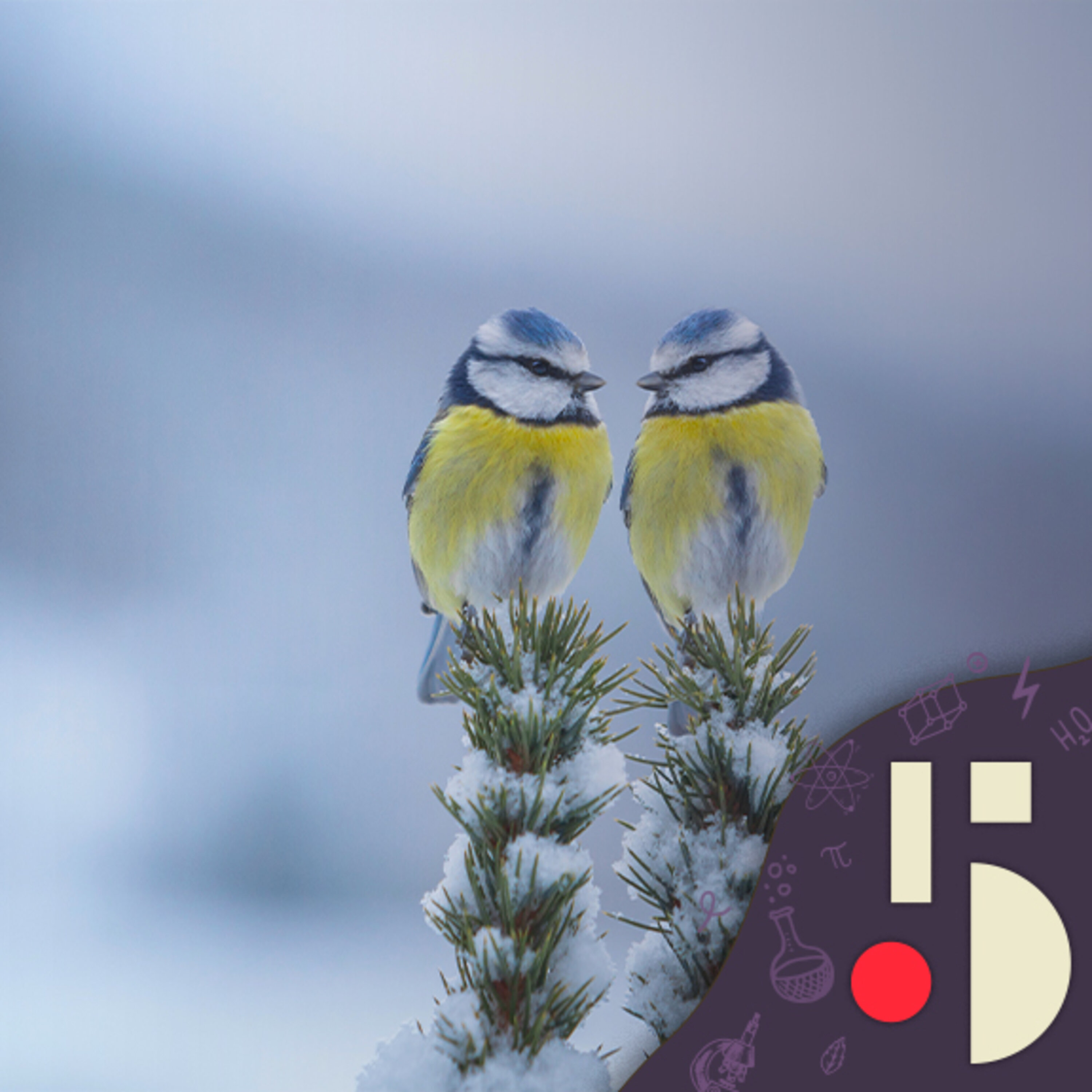 Des micros pour compter les oiseaux, un nouvel outil pour évaluer la biodiversité!