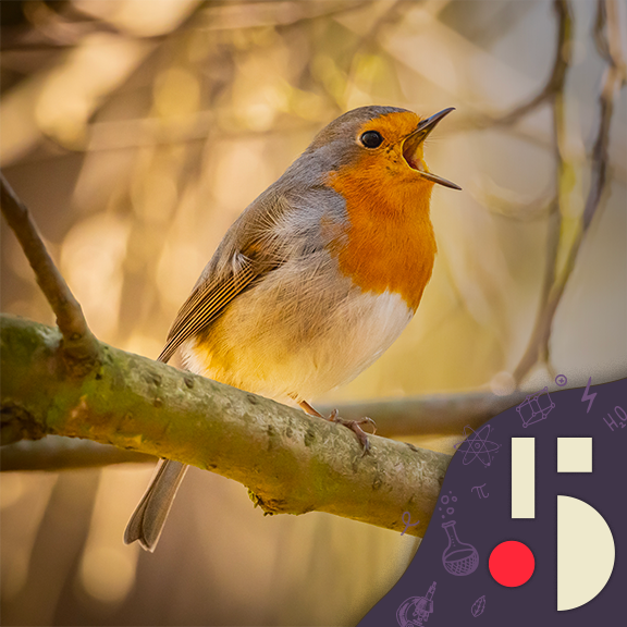 Le chant des oiseaux est bon pour la santé