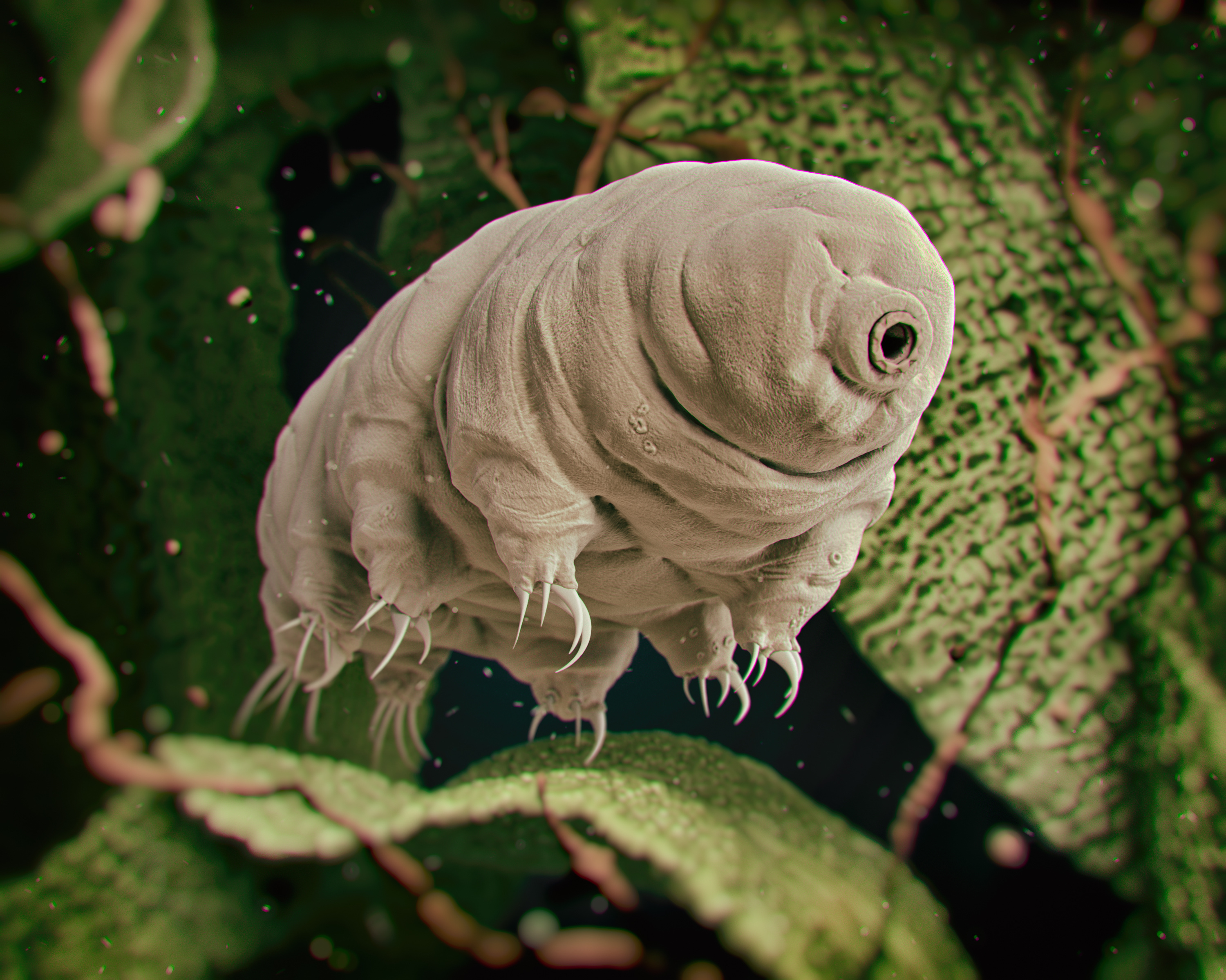 Les tardigrades en mission spatiale