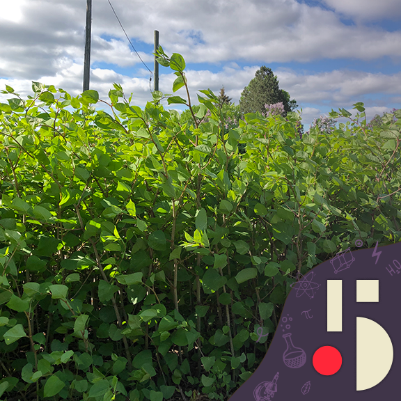 Envahissante et quasi indestructible, la renouée du Japon (EN REDIFFUSION)