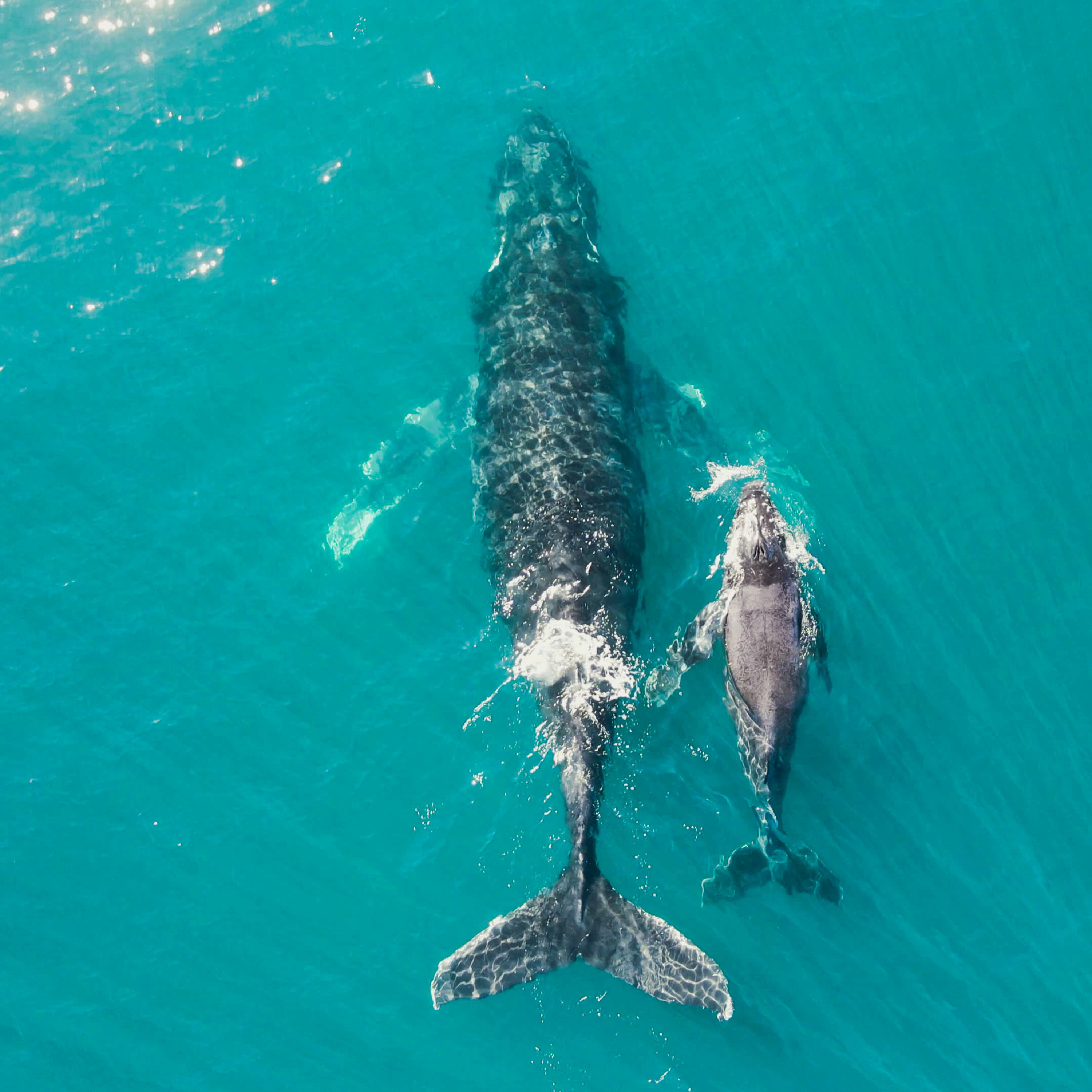 Le réchauffement rend les océans plus bruyants