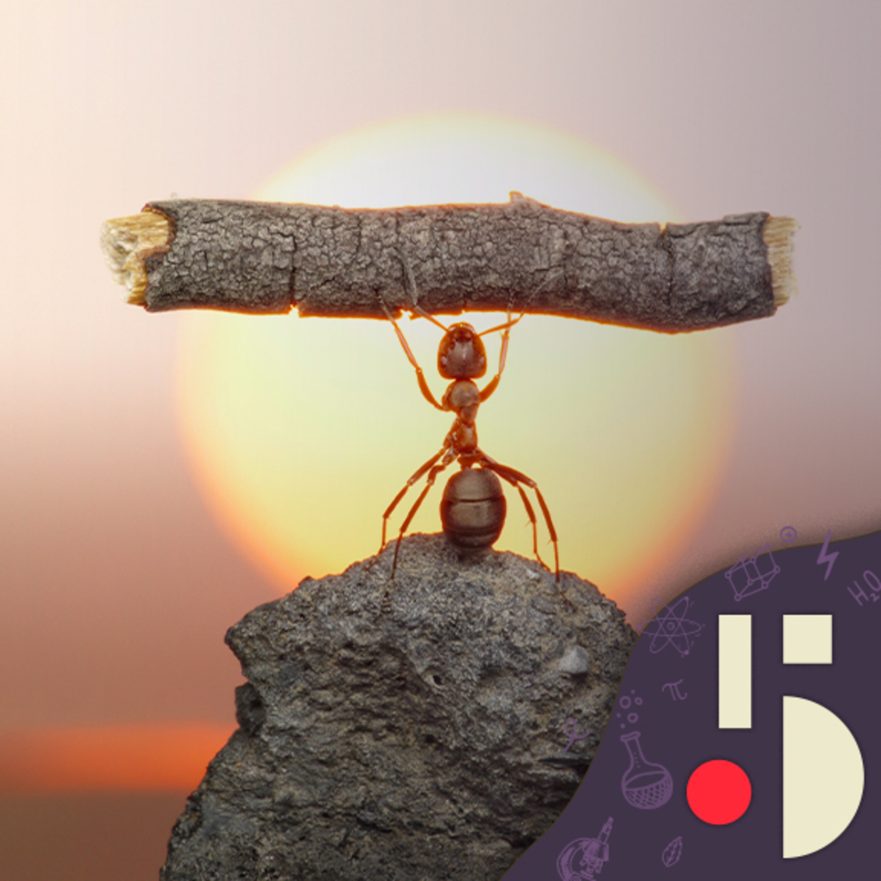 Le poids de l’ensemble des fourmis sur terre est ahurissant (EN REDIFFUSION)