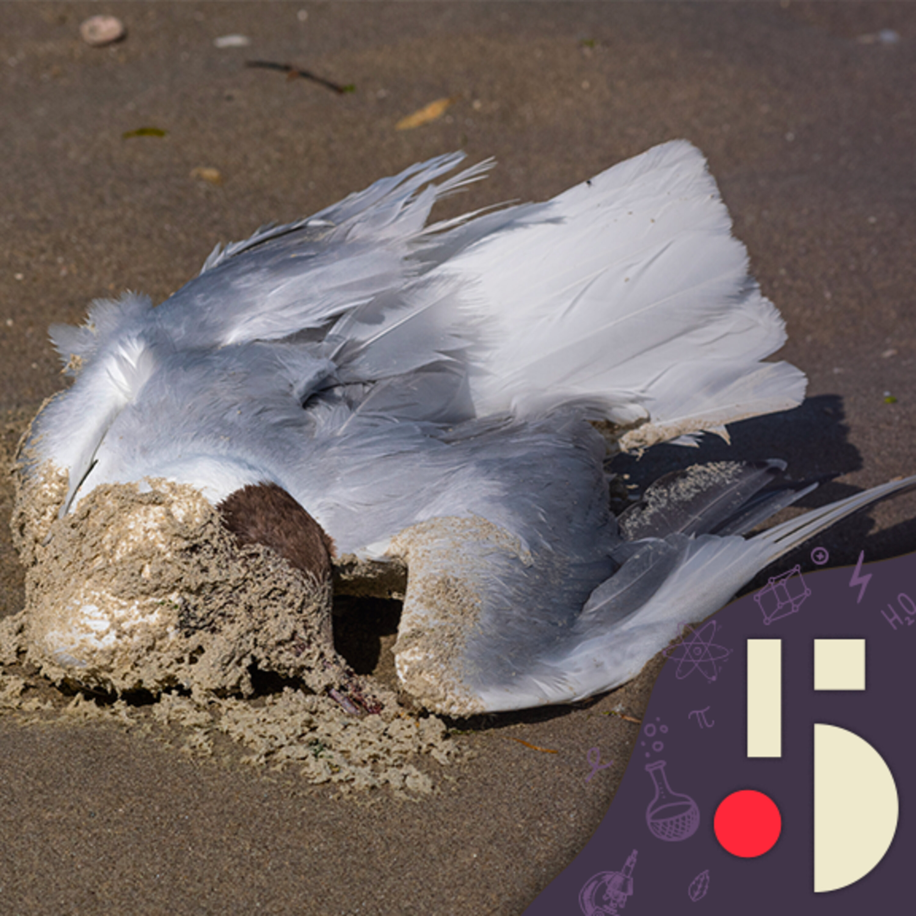 La grippe aviaire est-elle une menace pour l'humain?