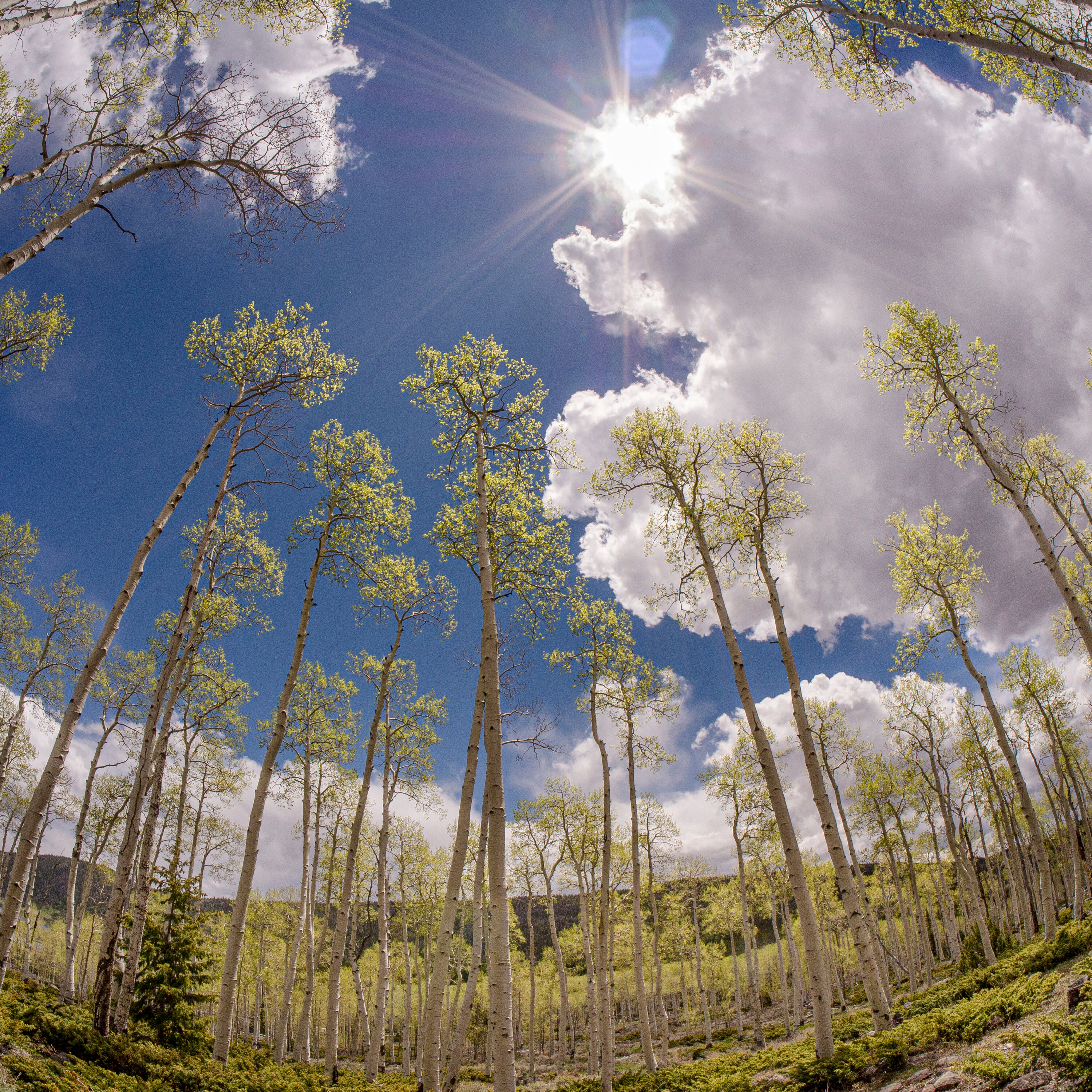 Pando, l'arbre de tous les records