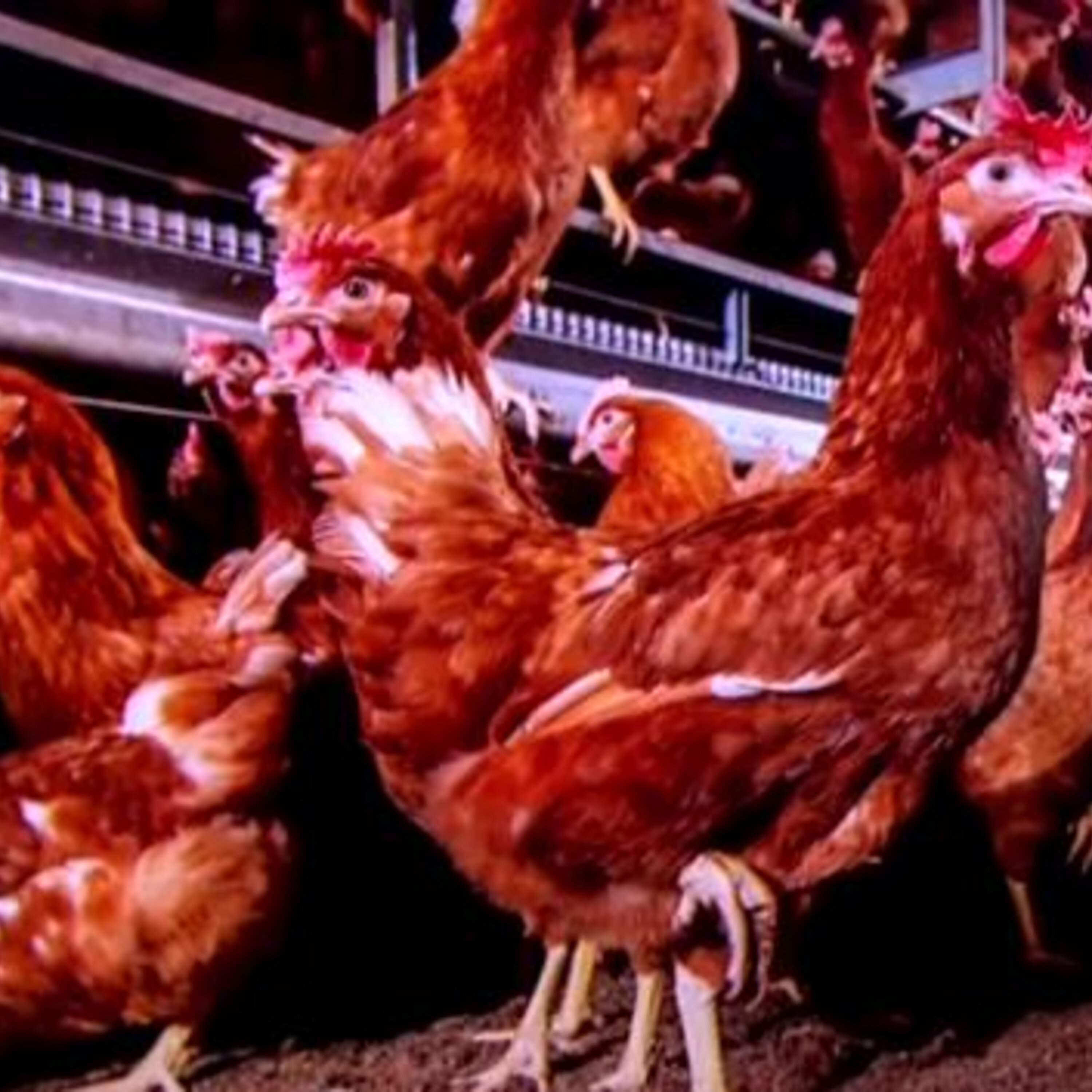 Ce que les poulets diront de nous aux archéologues du futur (EN REDIFFUSION)