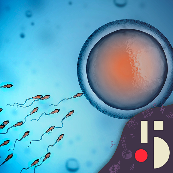 Baisse de la fertilité masculine: le spermaggedon?