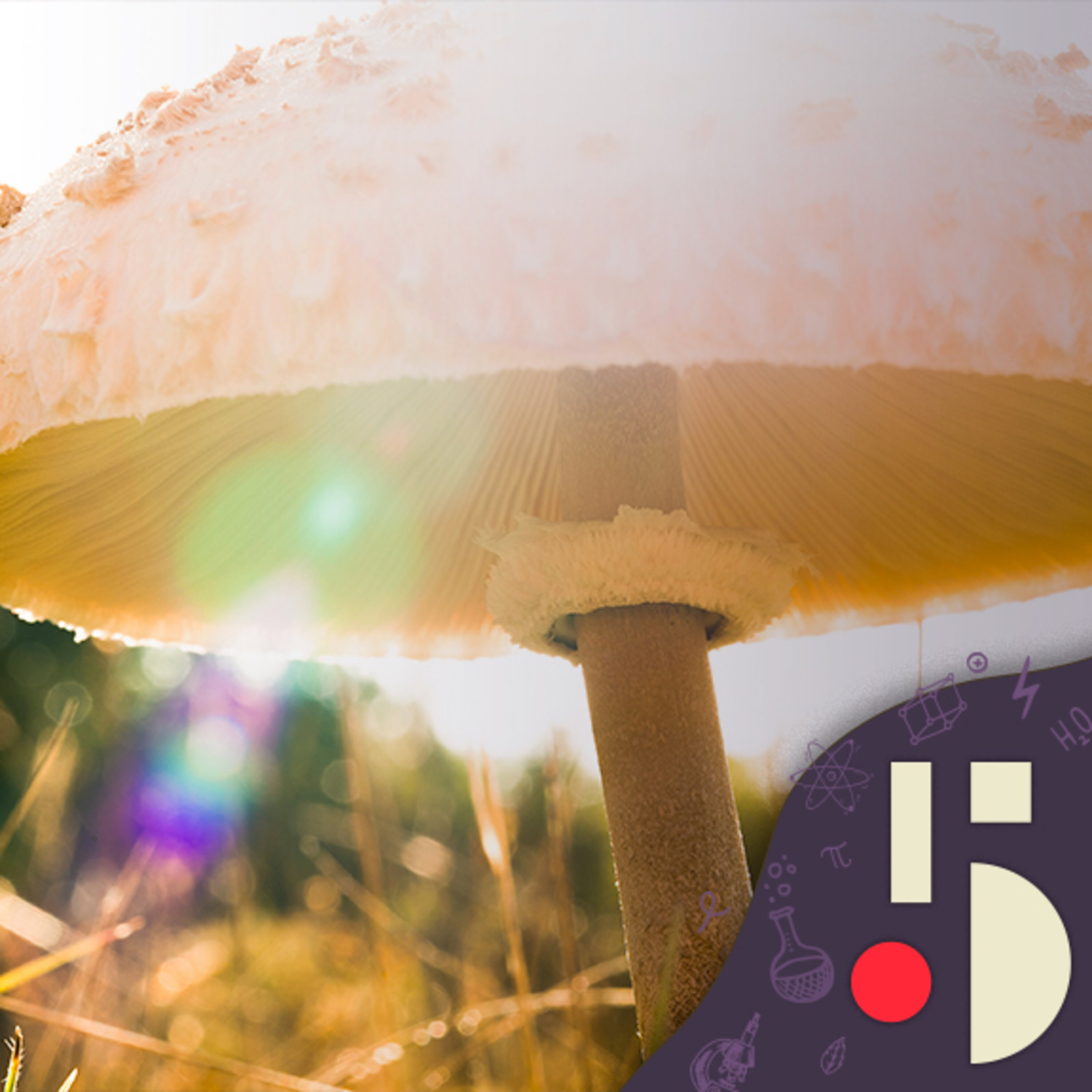 Construire avec des champignons, une idée super Schtroumpf! (EN REDIFFUSION)