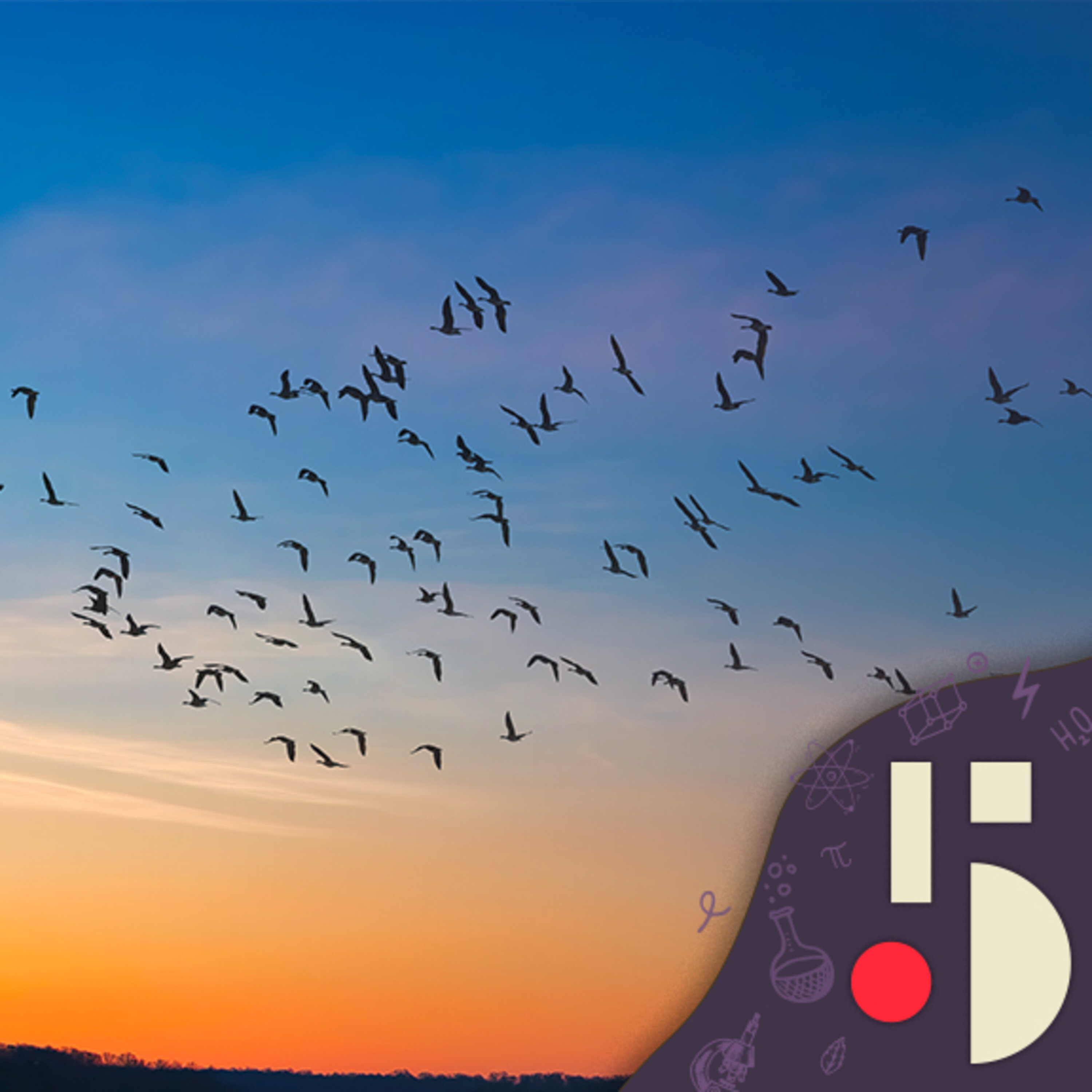 Les oiseaux migrateurs trompés par les gratte-ciels