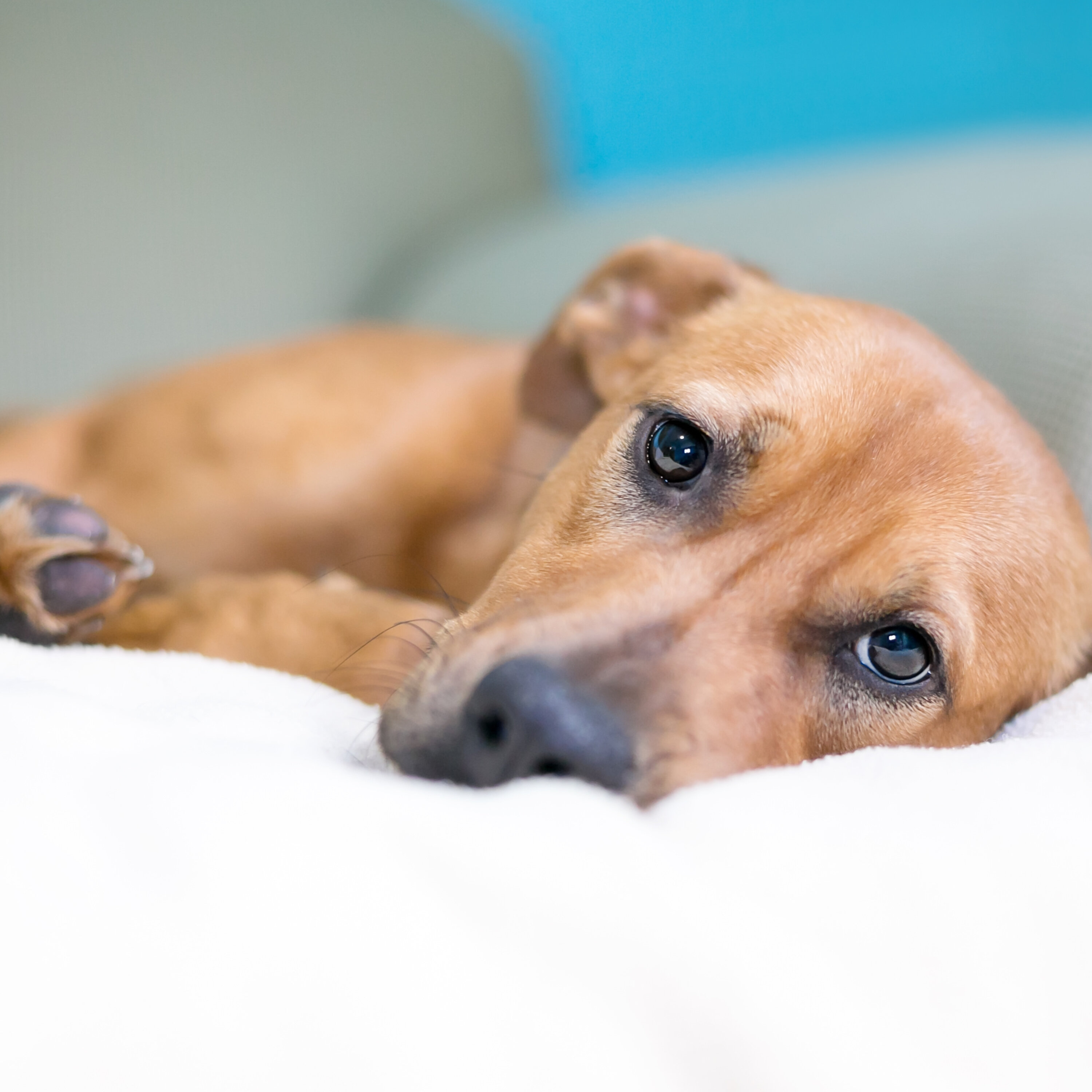 Le confinement et la déprime des chiens