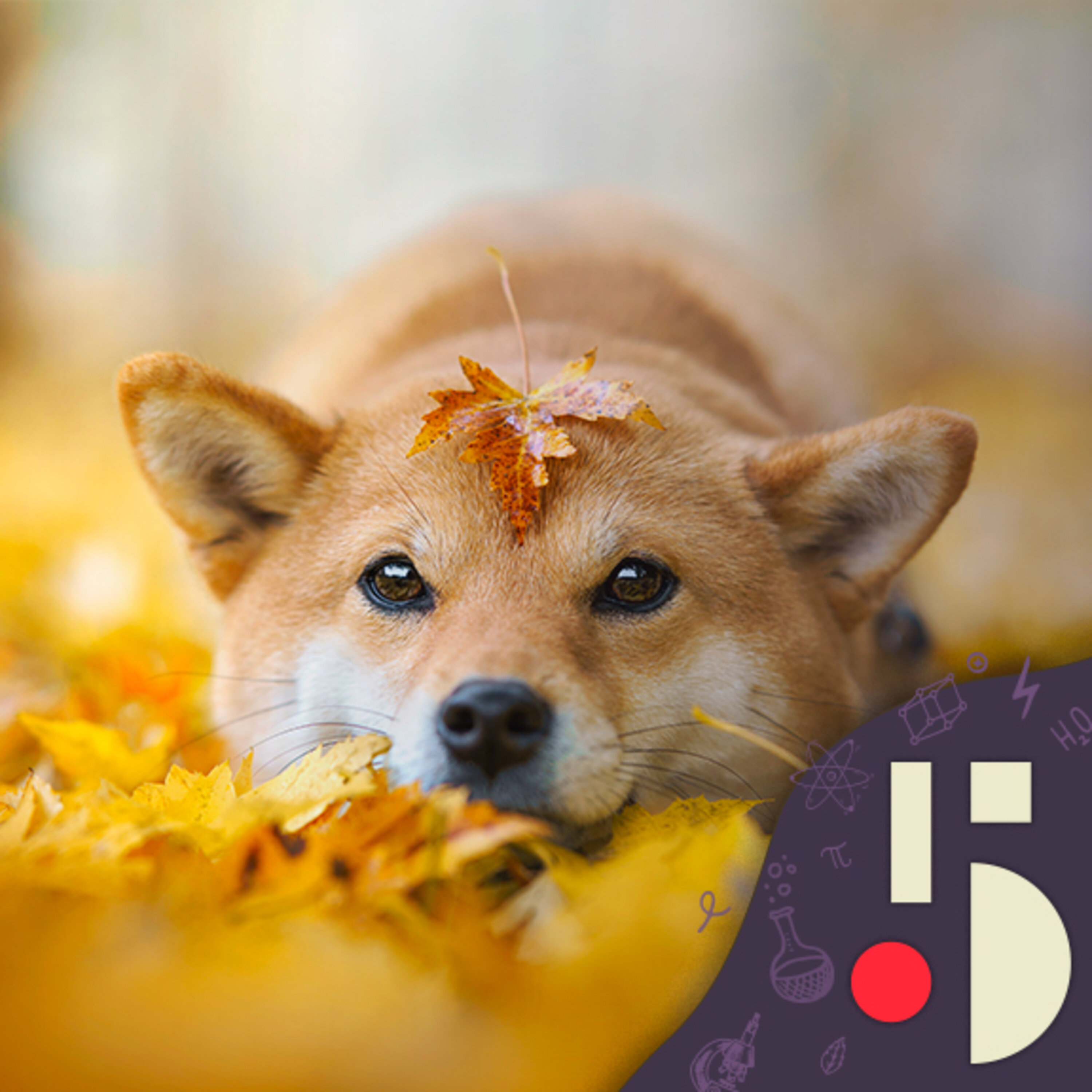 Histoire de la domestication du chien, notre plus vieil ami (EN REDIFFUSION)