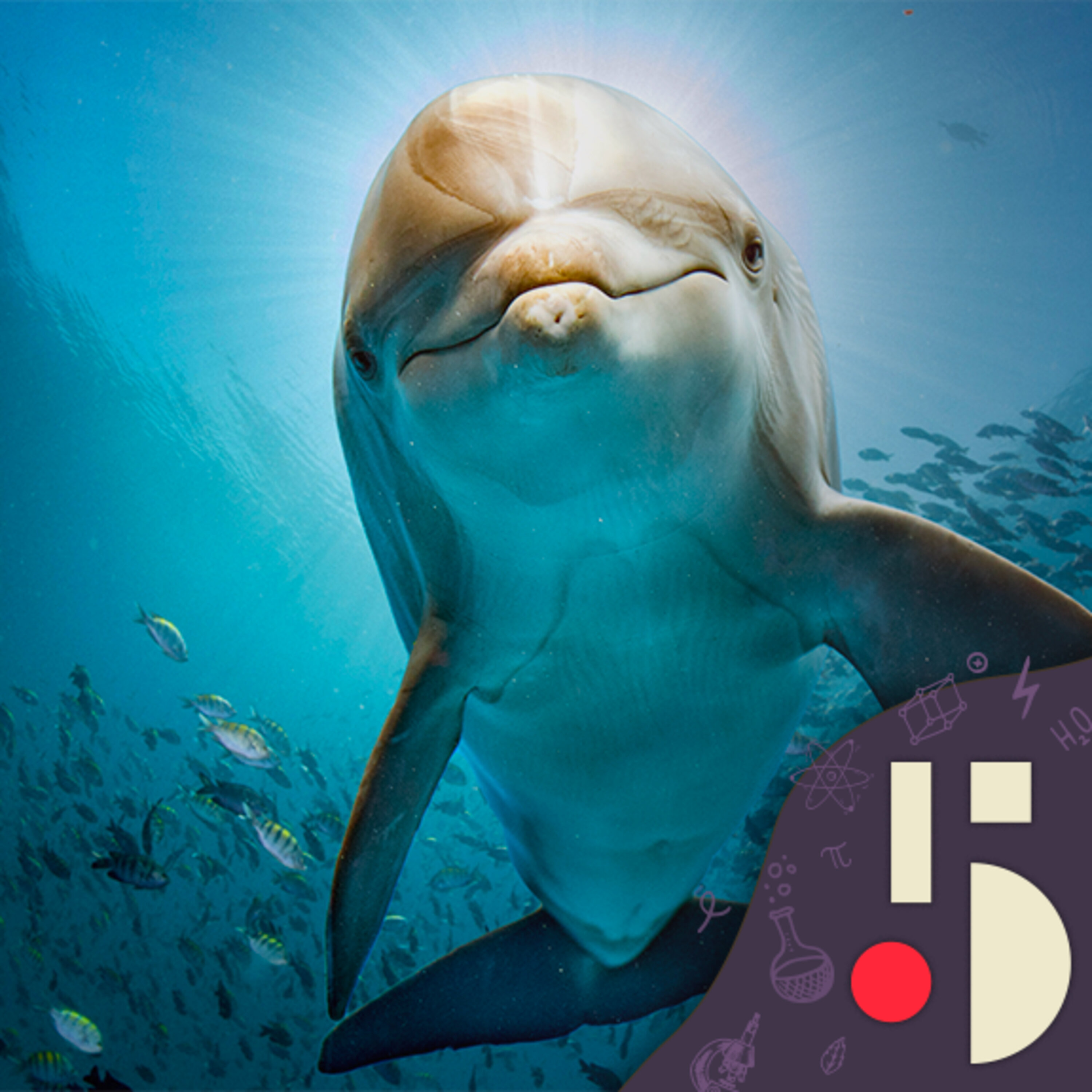 Dauphins et bélugas au service des militaires