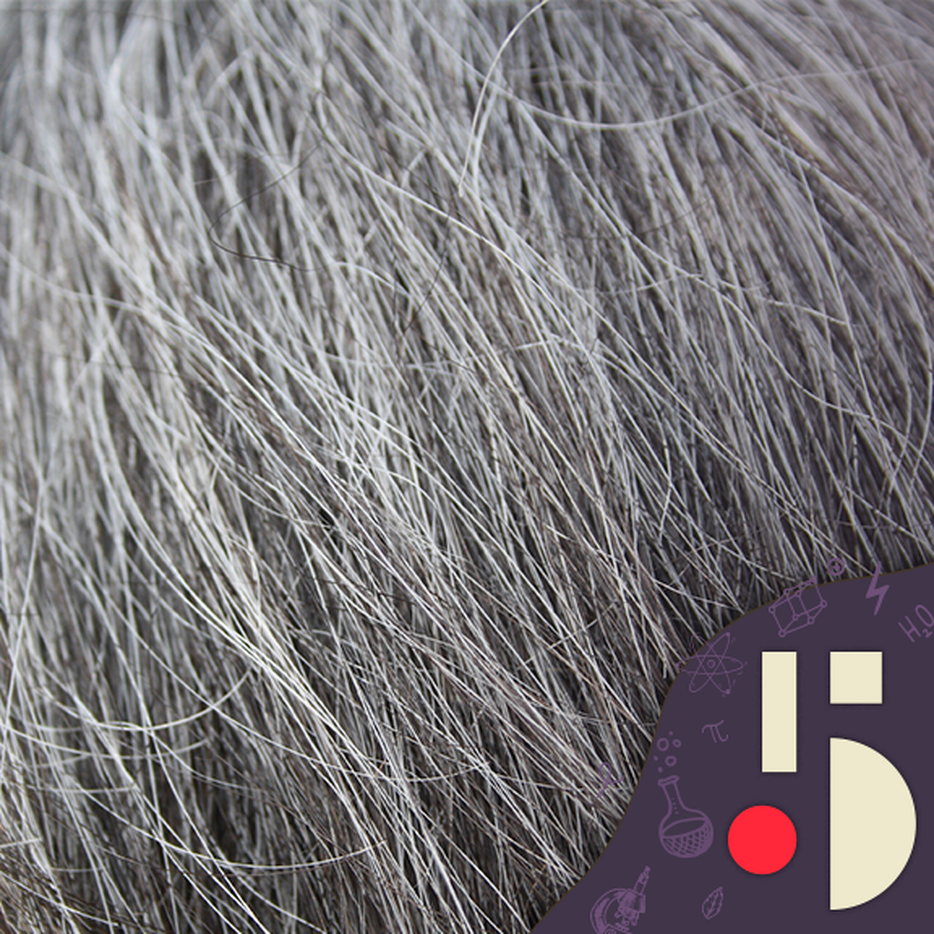 Le stress à l'origine de vos cheveux blancs? (EN REDIFFUSION)