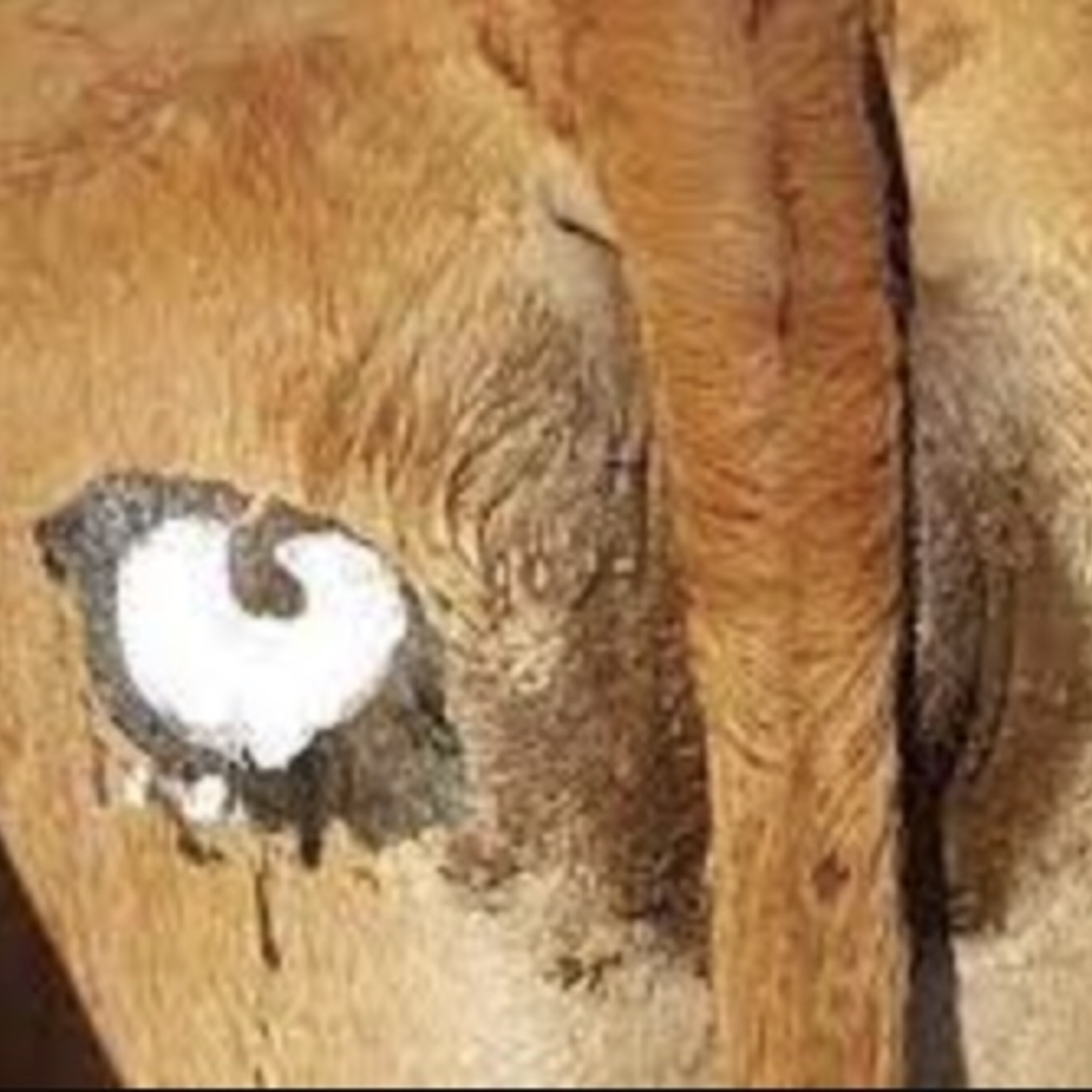 Des yeux aux fesses des vaches pour les protéger des lions (EN REDIFFUSION)
