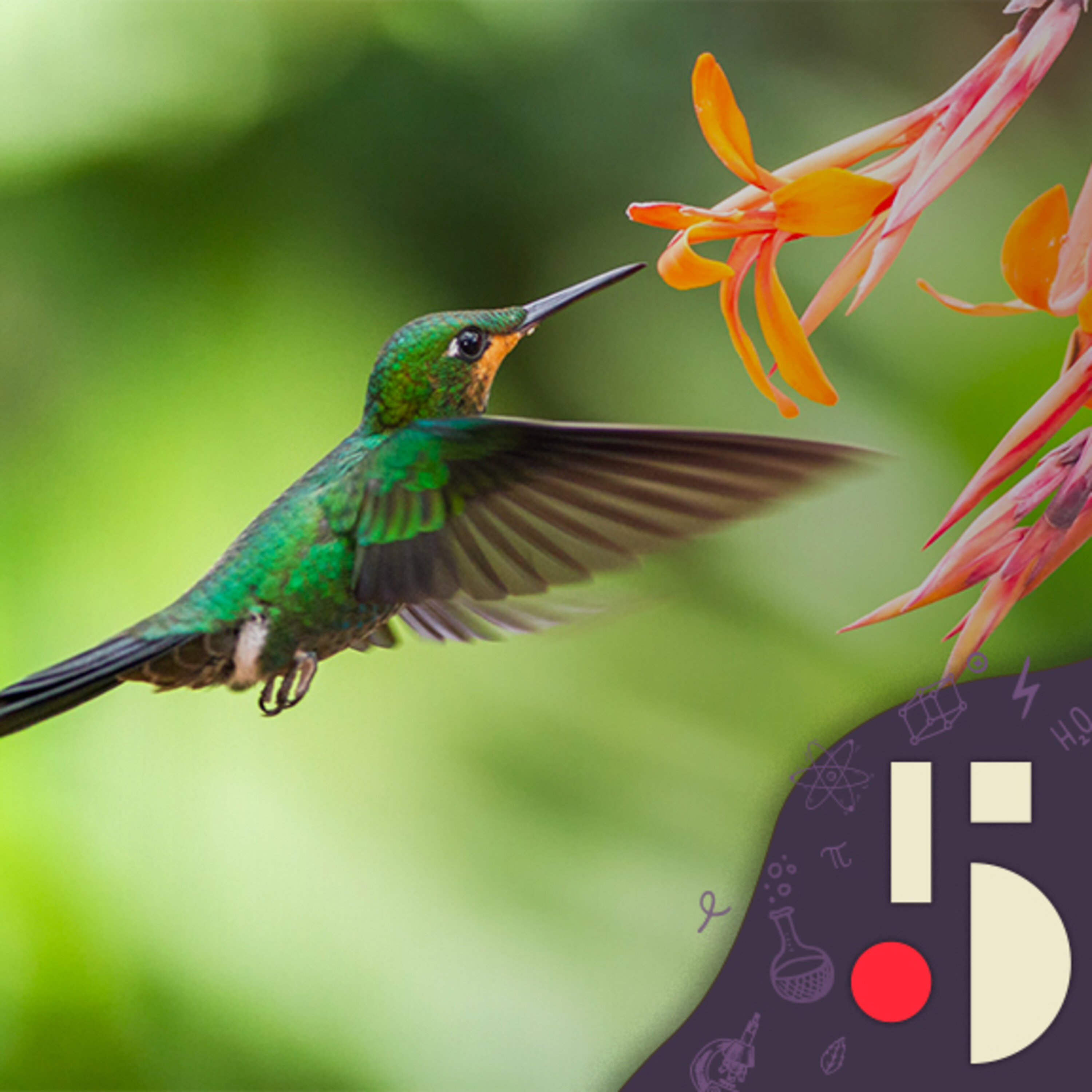 Les oiseaux sont-ils des musiciens? et autres questions courantes (EN REDIFFUSION)