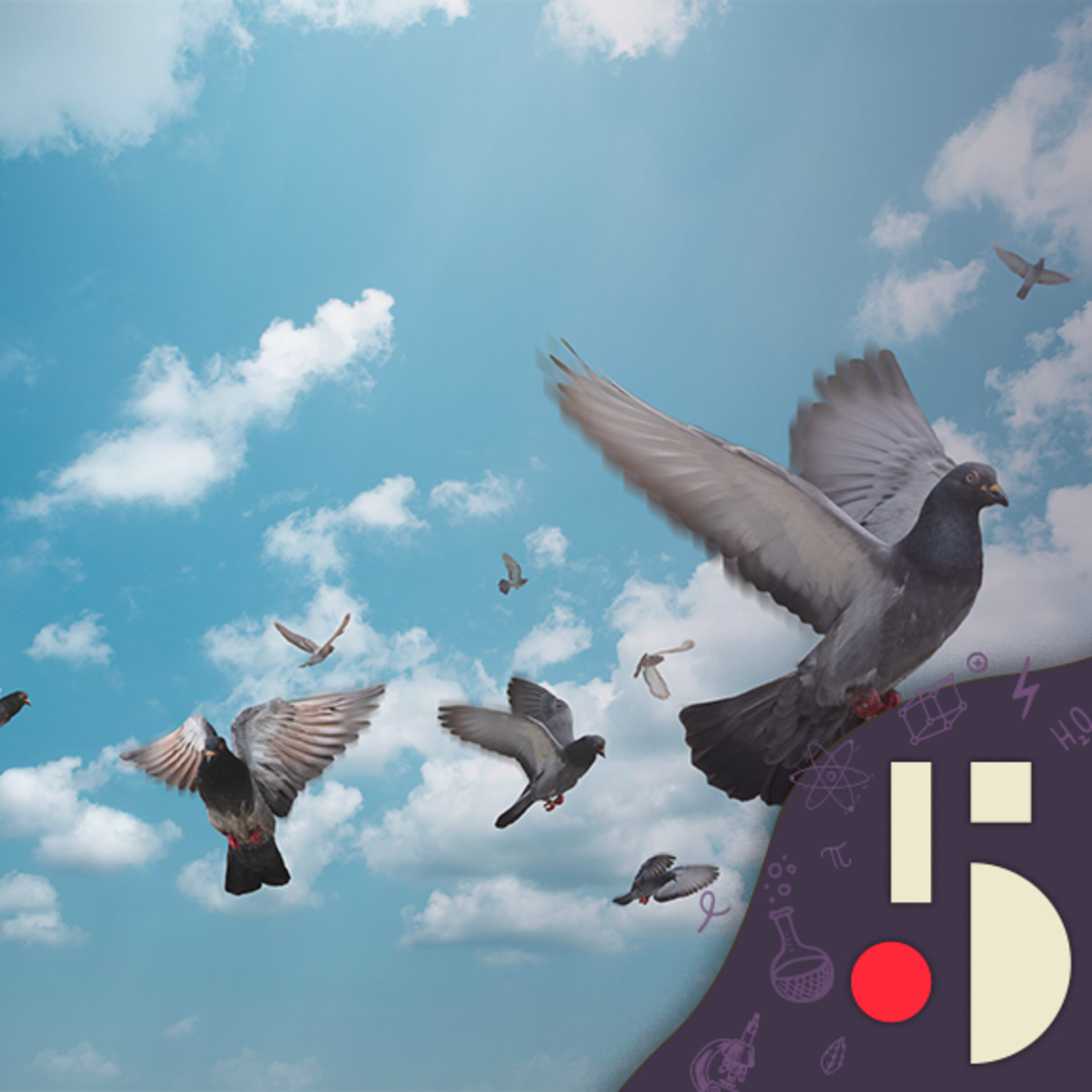 Oui les pigeons rêvent, mais à quoi?