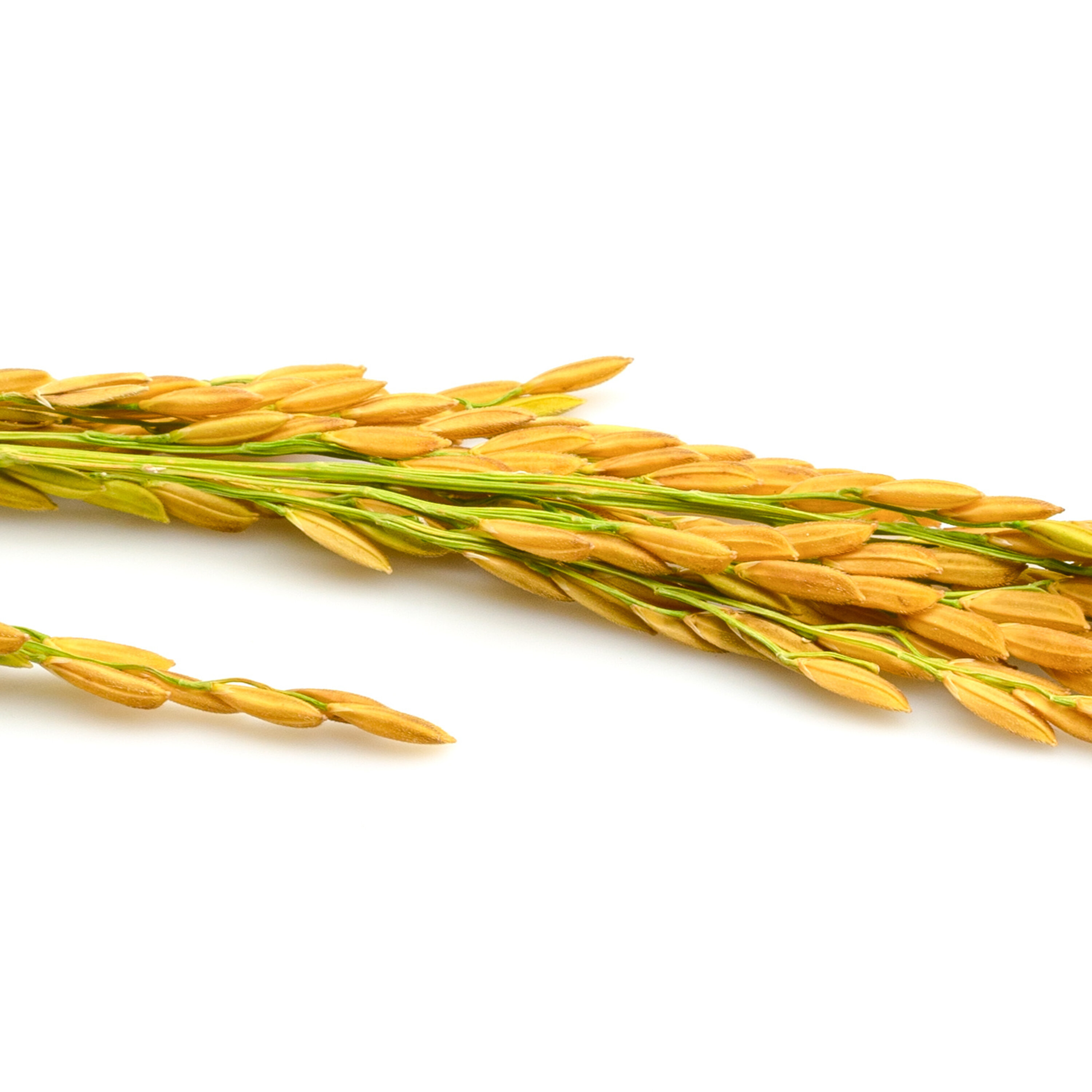 Le riz doré pour sauver des vies