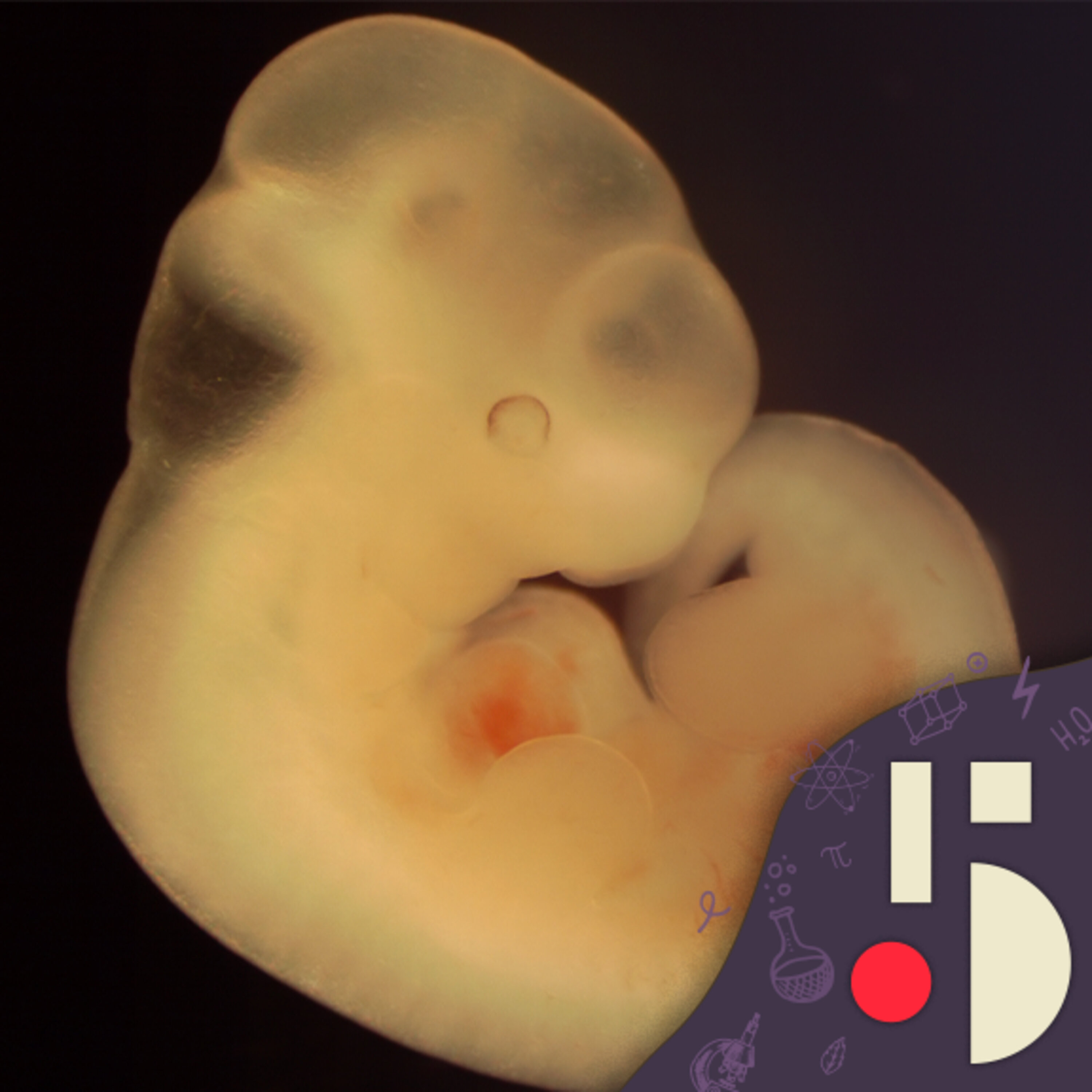 Des embryons sans père ni mère créés en laboratoire (EN REDIFFUSION)