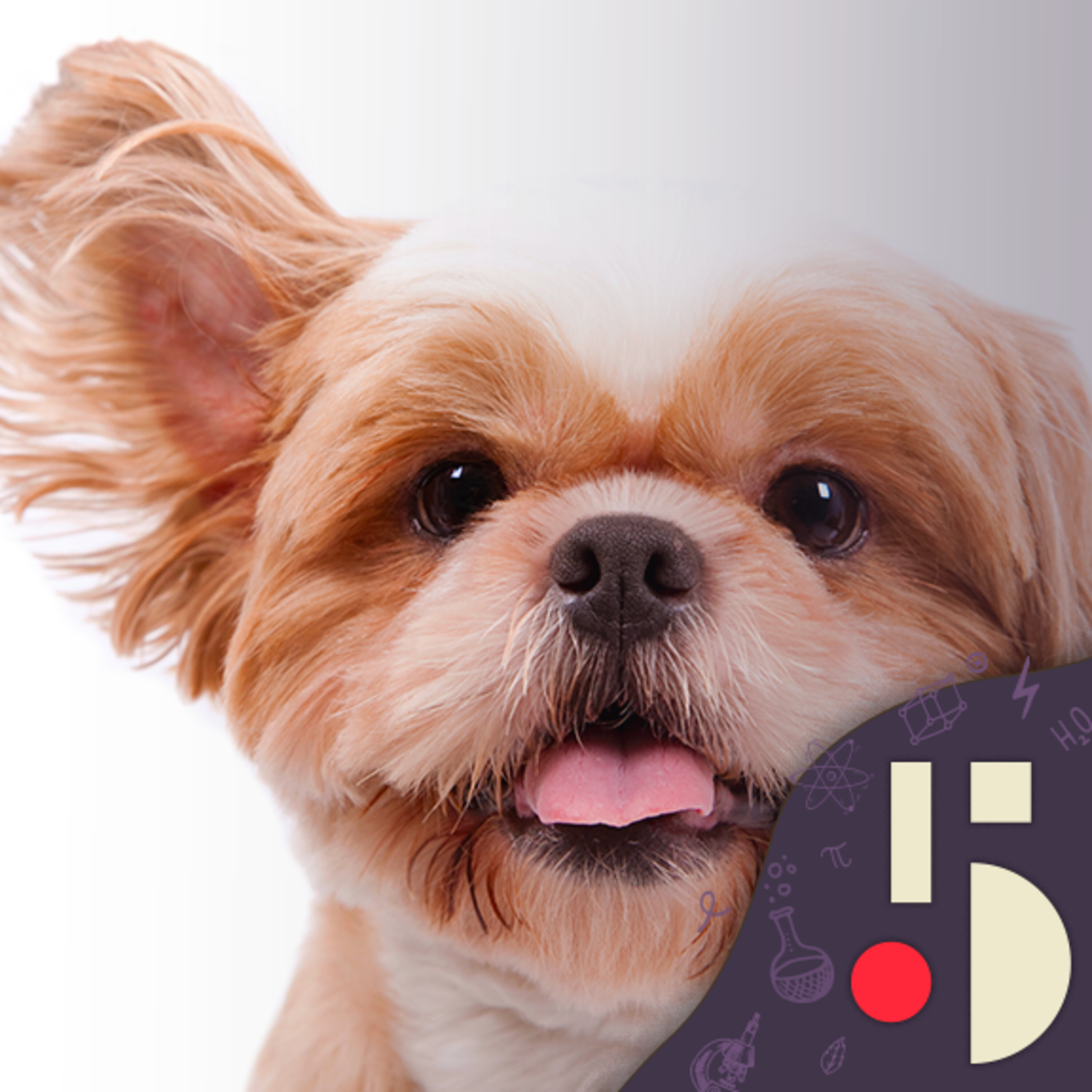Les chiens comprennent ce qu'on leur dit (EN REDIFFUSION)