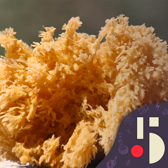 Les promesses médicinales de l'éponge de mer (EN REDIFFUSION)