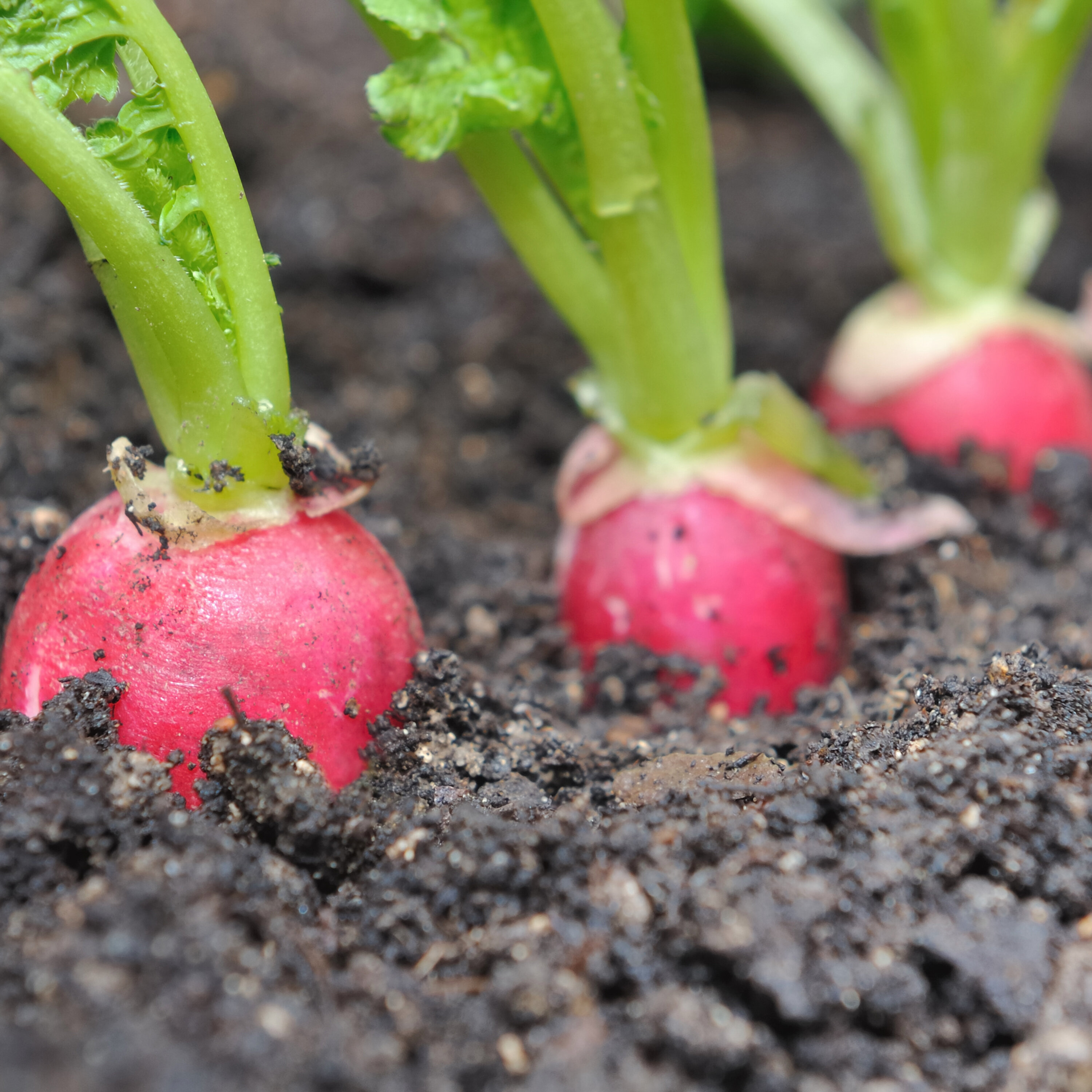 Les mamans légumes aussi protègent leurs petits (EN REDIFFUSION)
