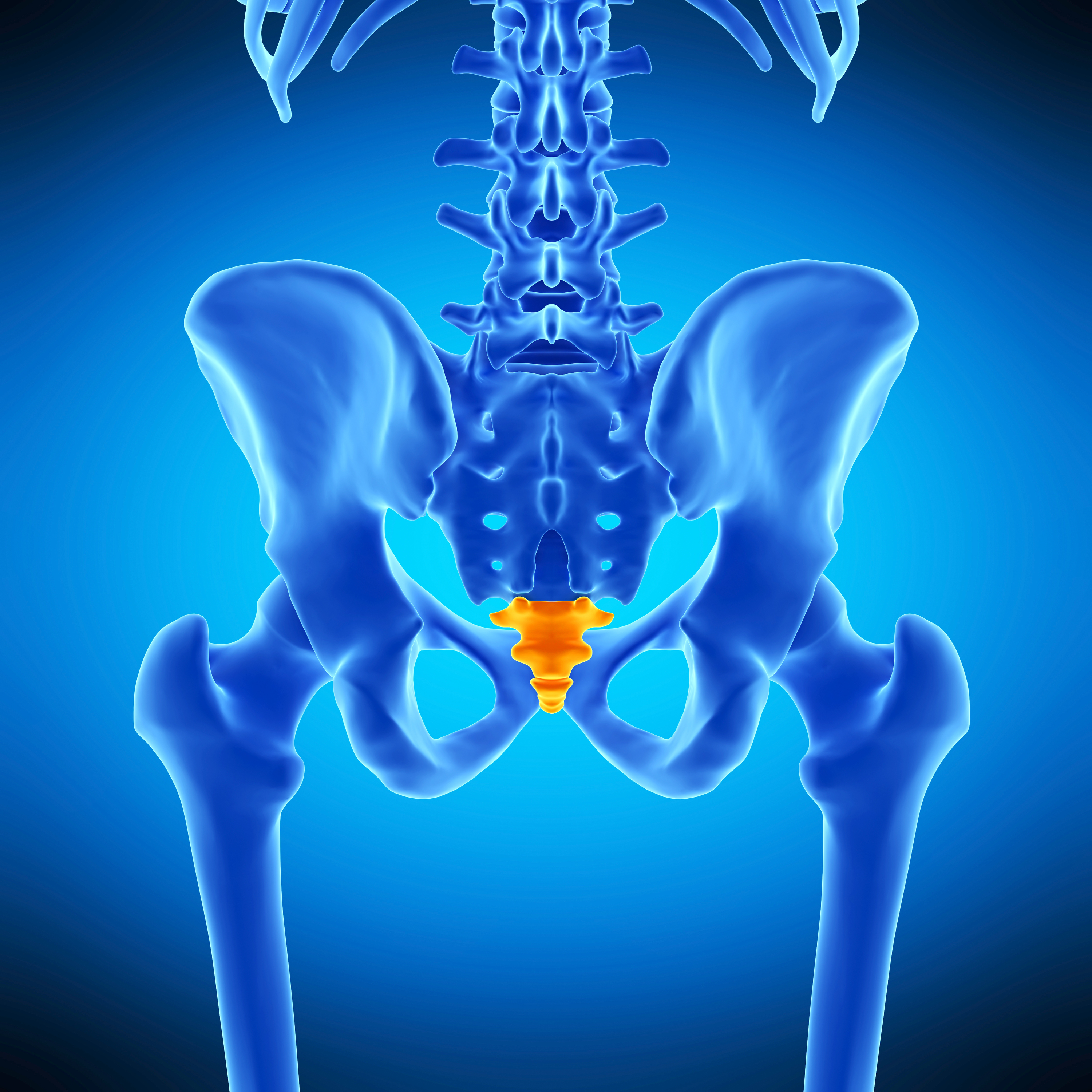 Pourquoi les humains ont-ils perdu leur queue? (EN REDIFFUSION)