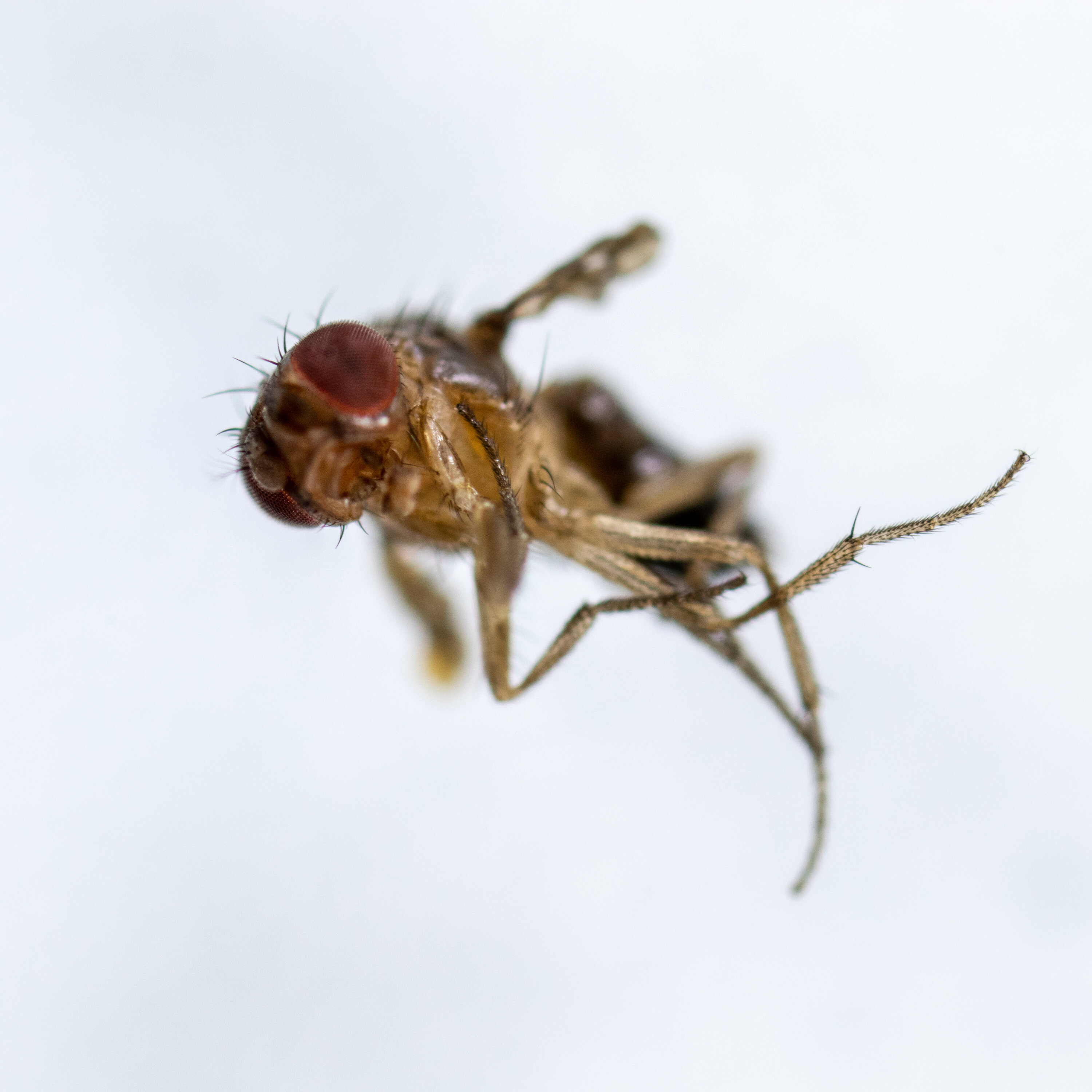 Au gym avec la mouche à fruit