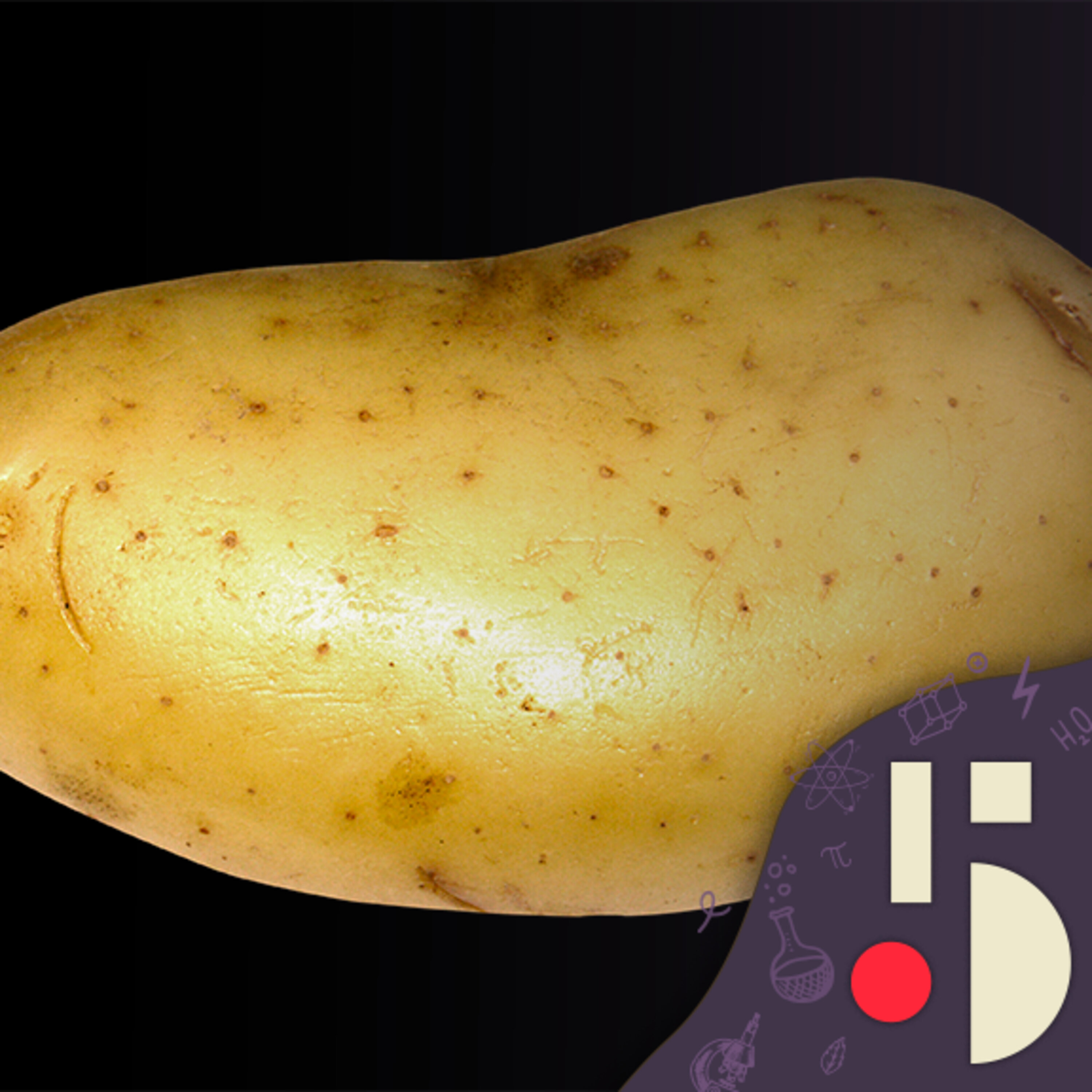 En quête de la super patate