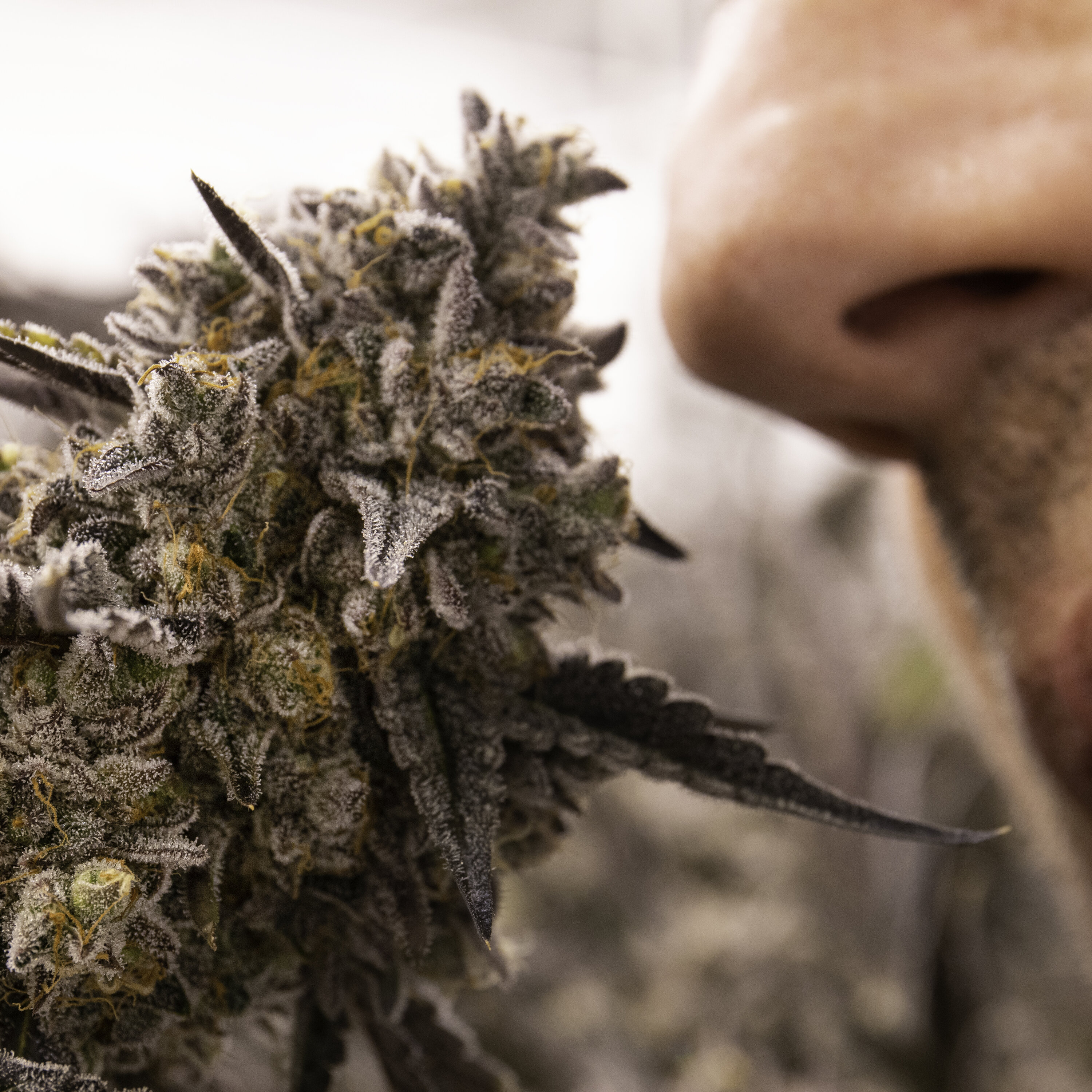 L'odeur du cannabis enfin comprise (EN REDIFFUSION)