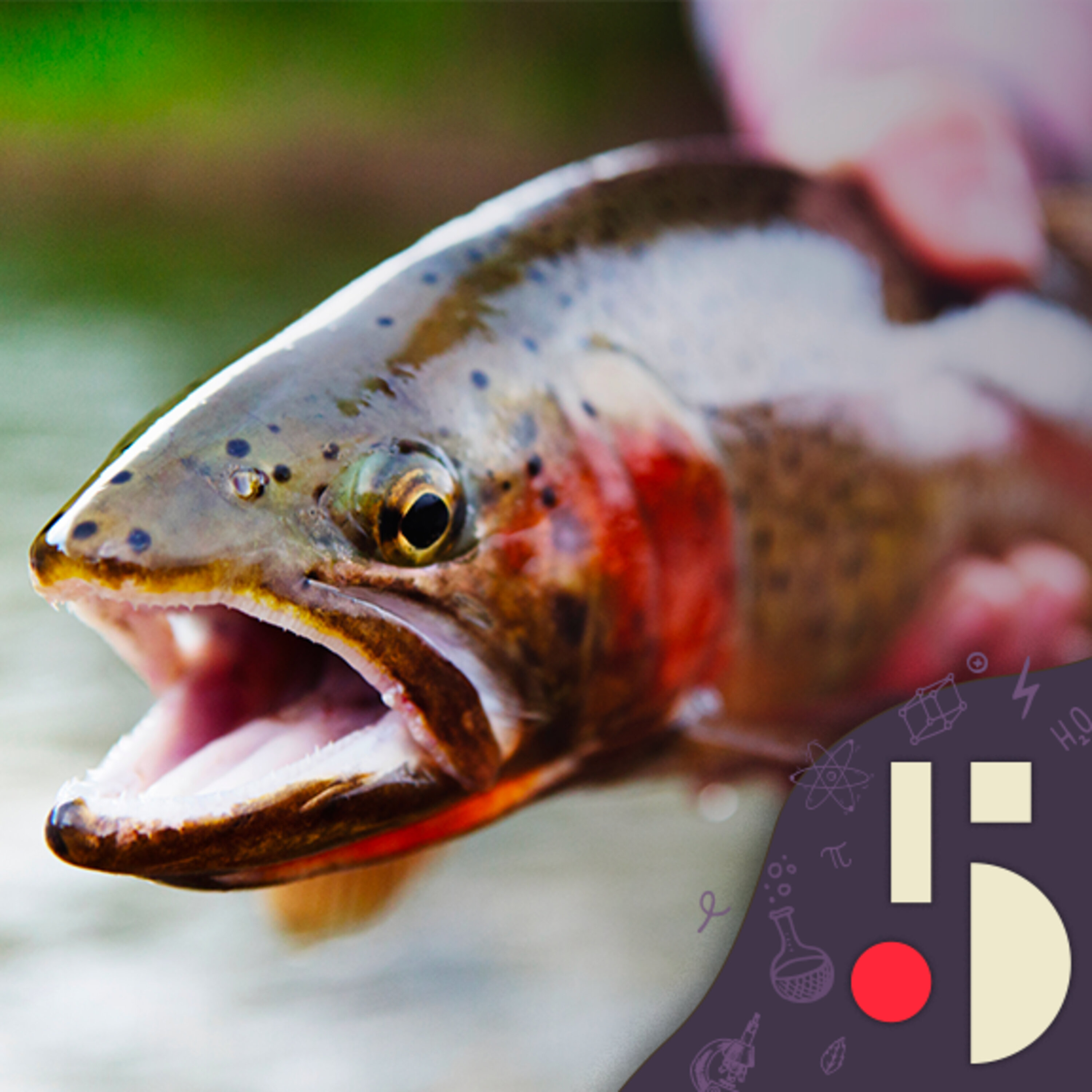 Oui, les poissons ressentent la douleur (EN REDIFFUSION)