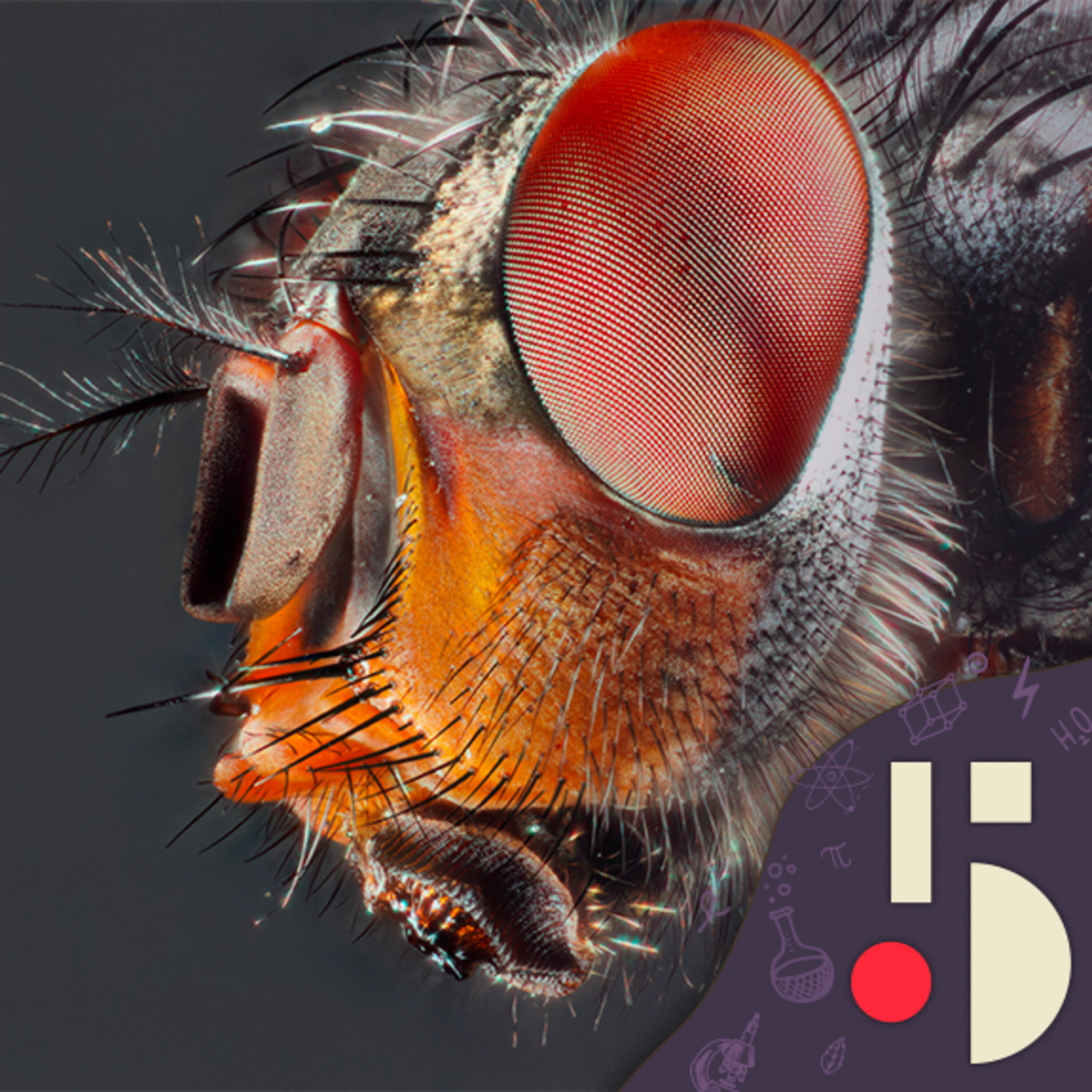 L'énorme cerveau de la mouche inspire les neuroscientifiques (EN REDIFFUSION)
